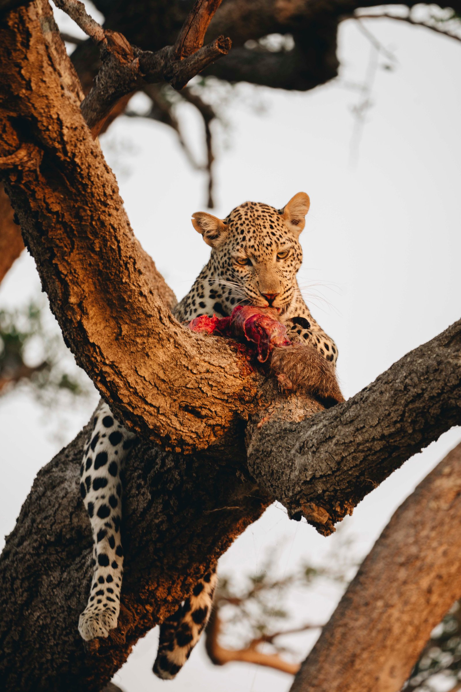 Luxury safari adventure