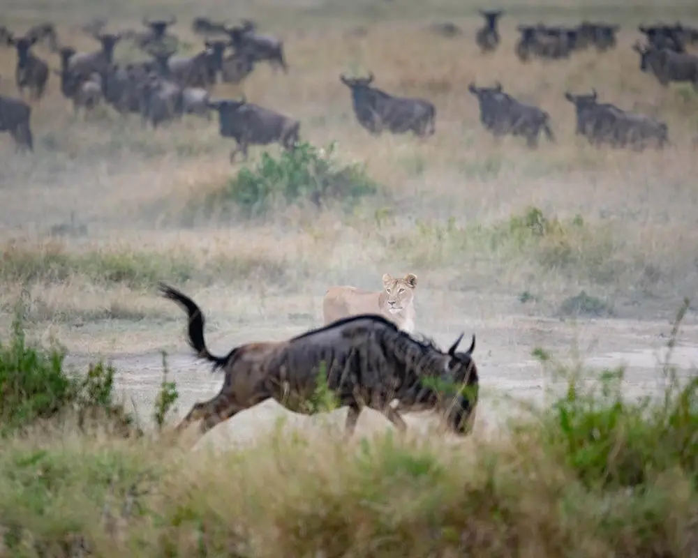 Wildebeest herd crossing a river during the Great Migration