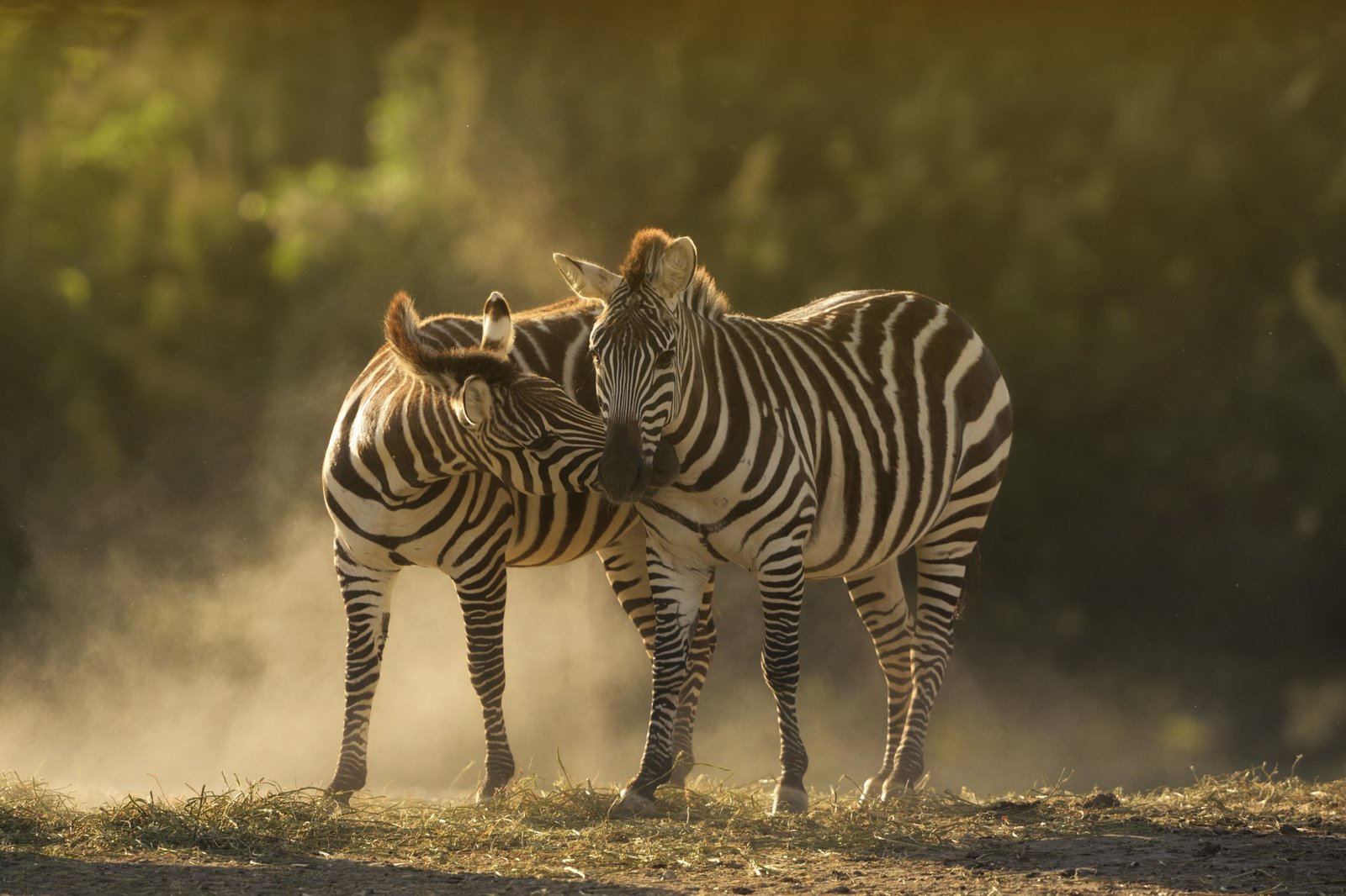 Mikumi National Park
