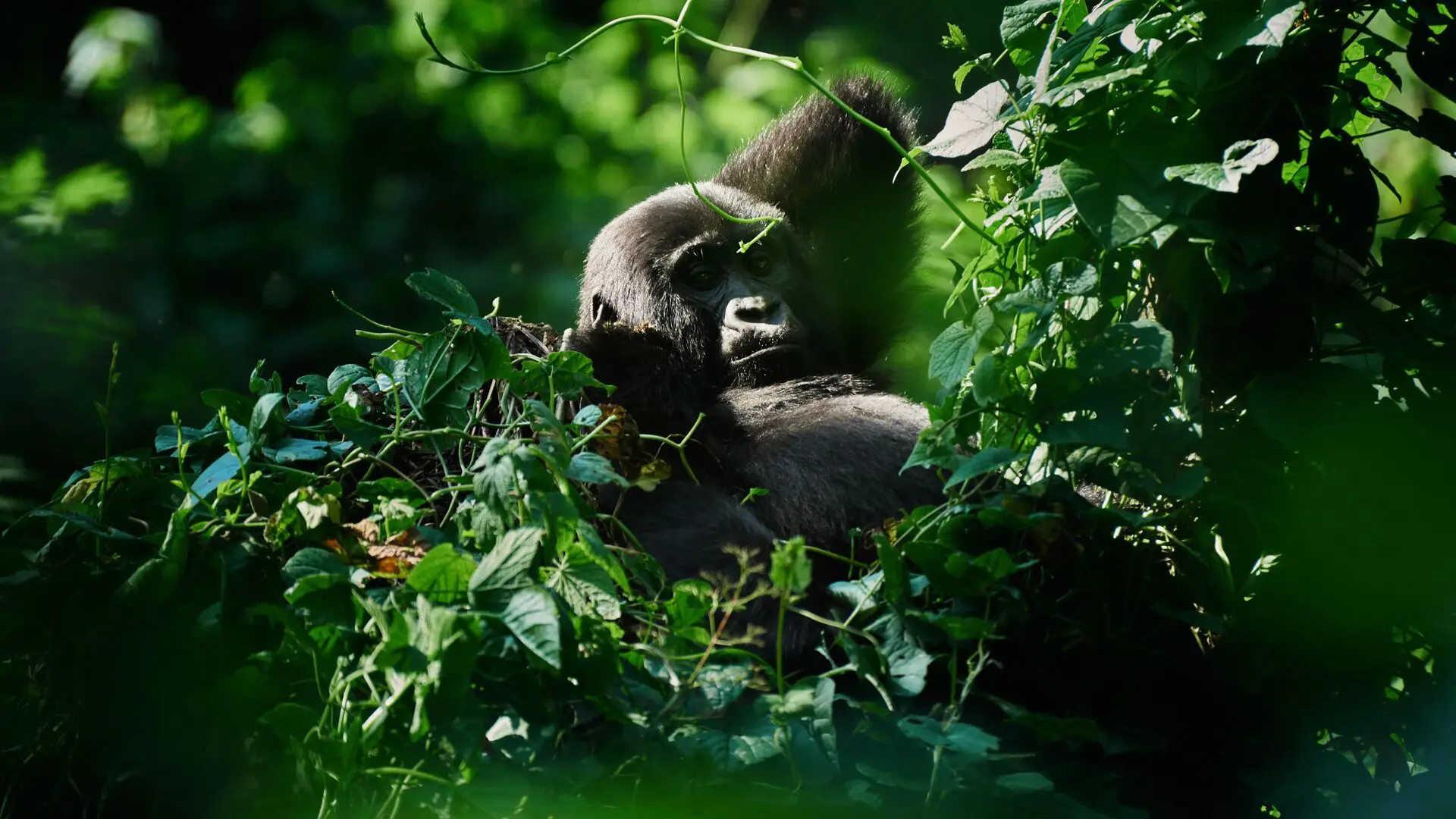 Bwindi Impenetrable National Park