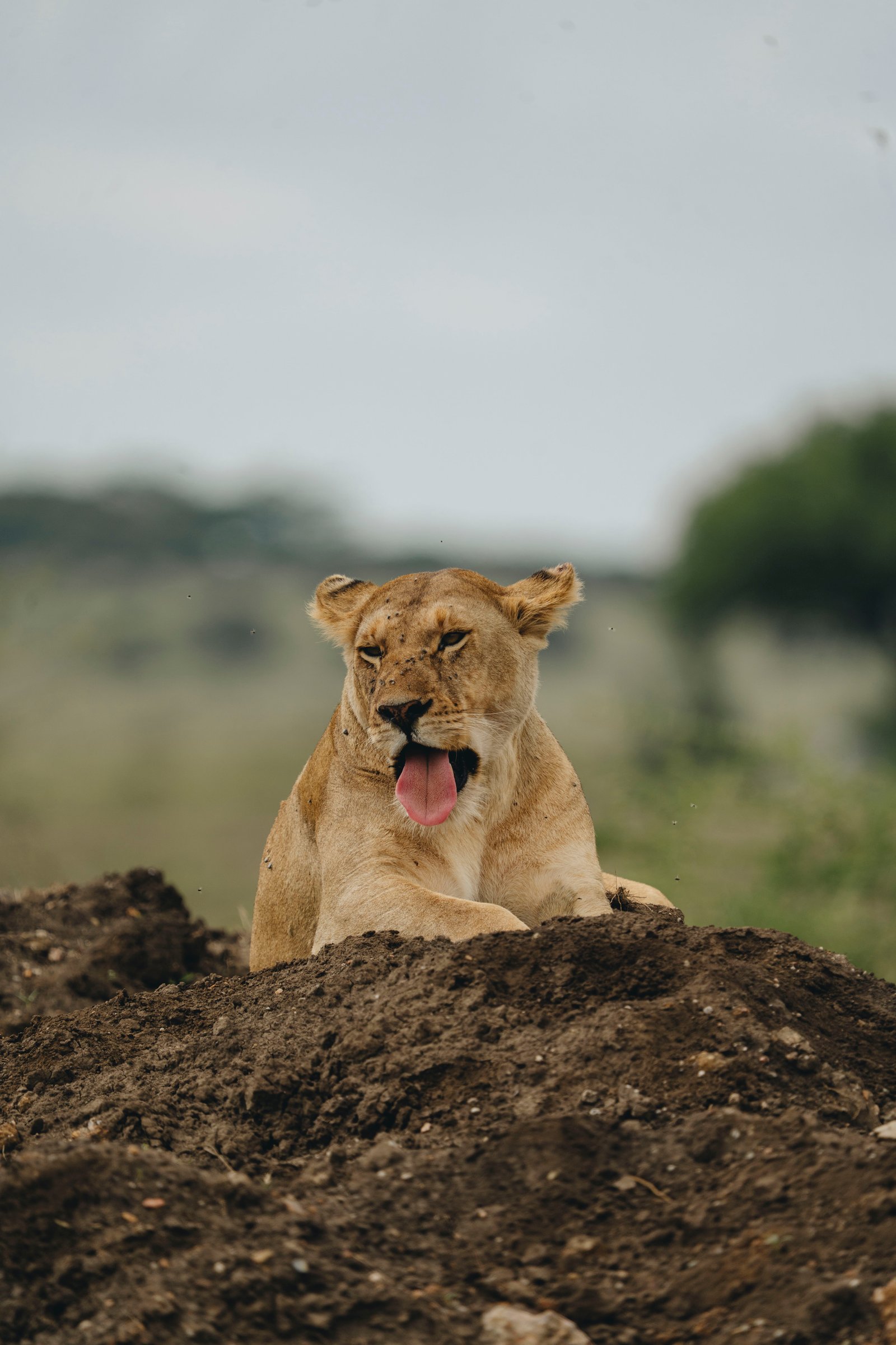 Ruaha National Park