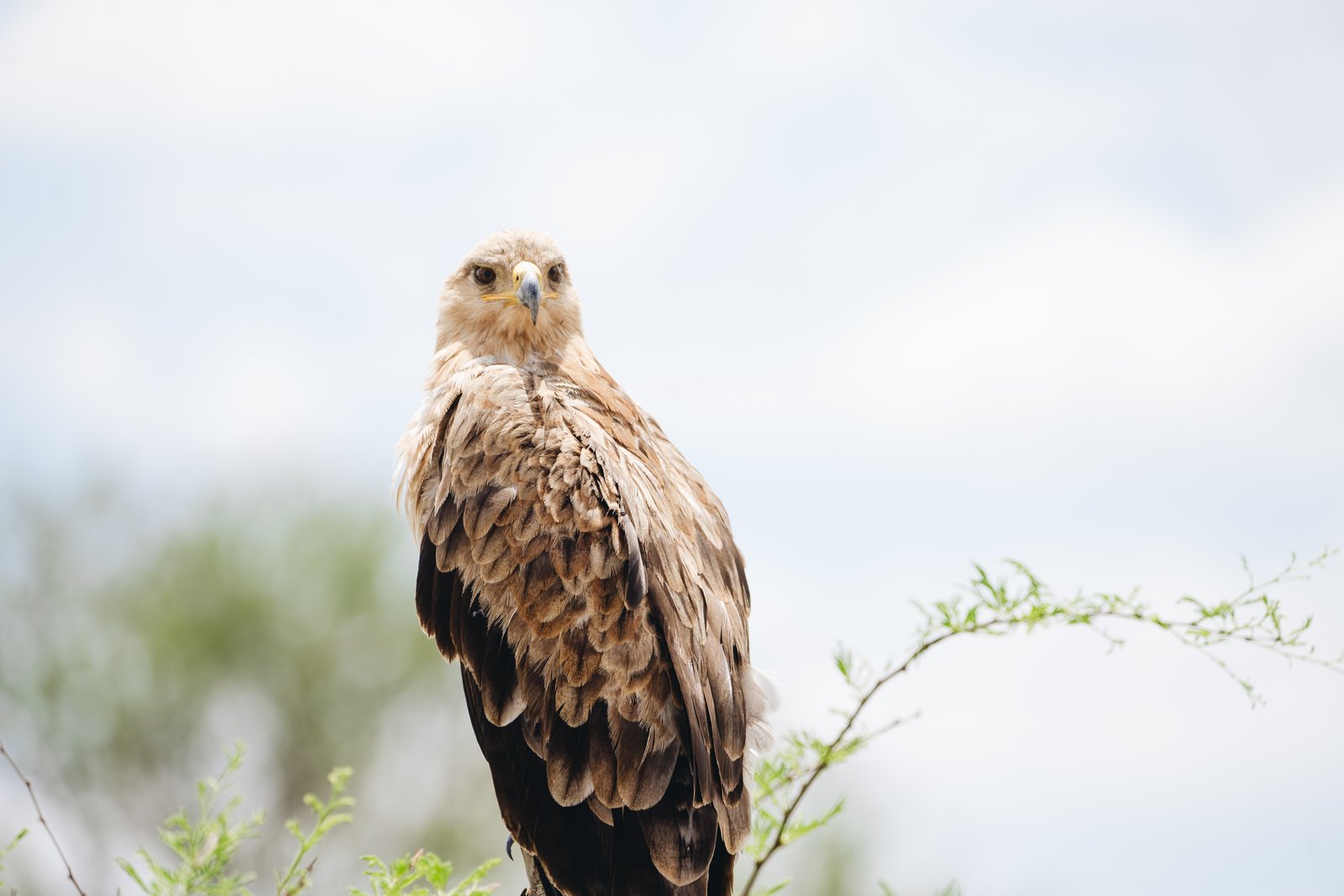 BIRDING SAFARIS