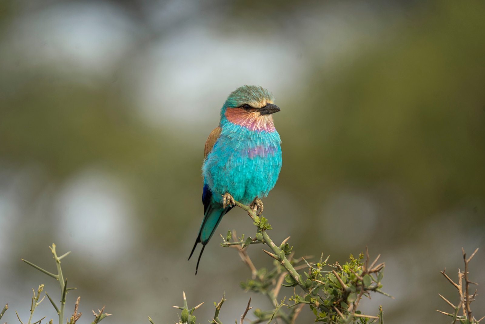 BIRDING SAFARIS
