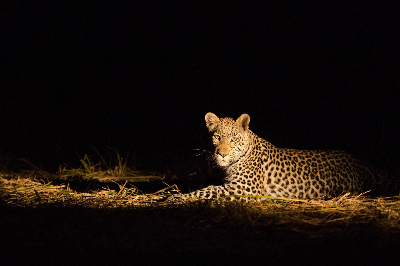 NIGHT GAME DRIVES