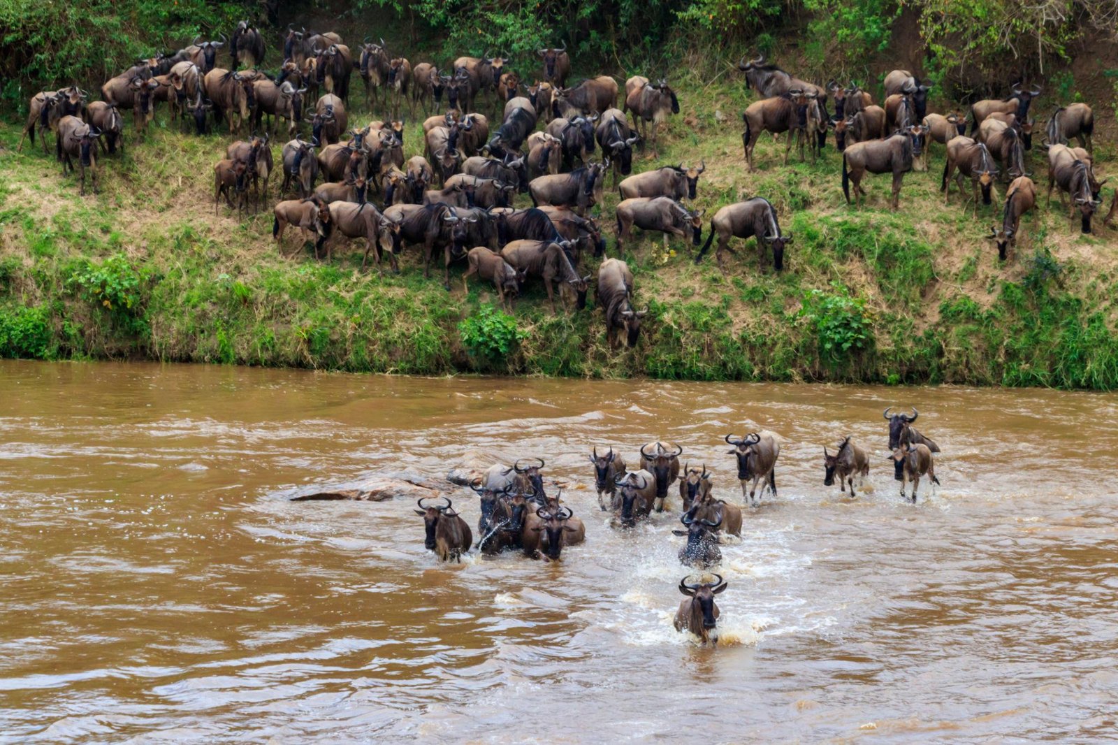 THE GREAT WILDEBEEST MIGRATION