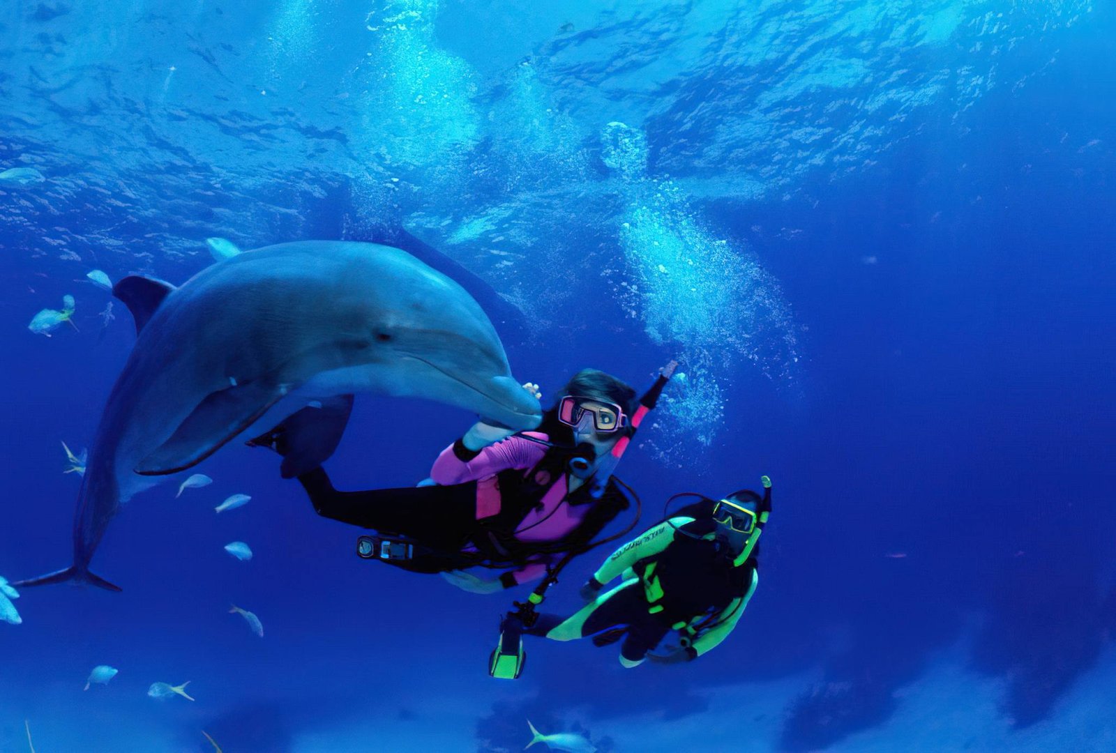 DOLPHIN TOUR