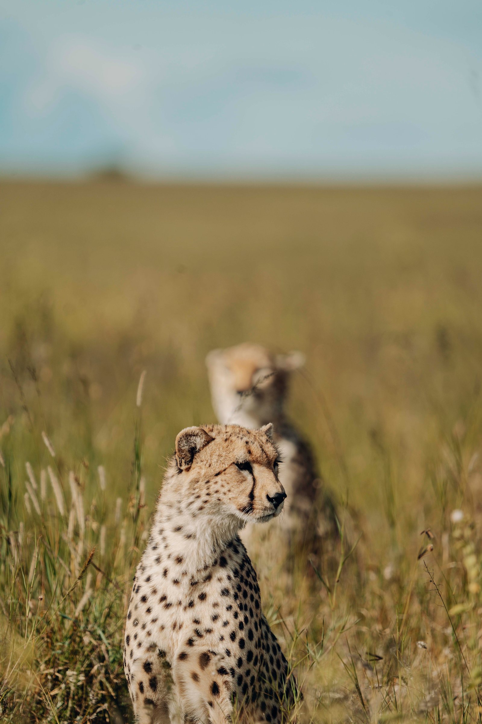 Safari de lujo