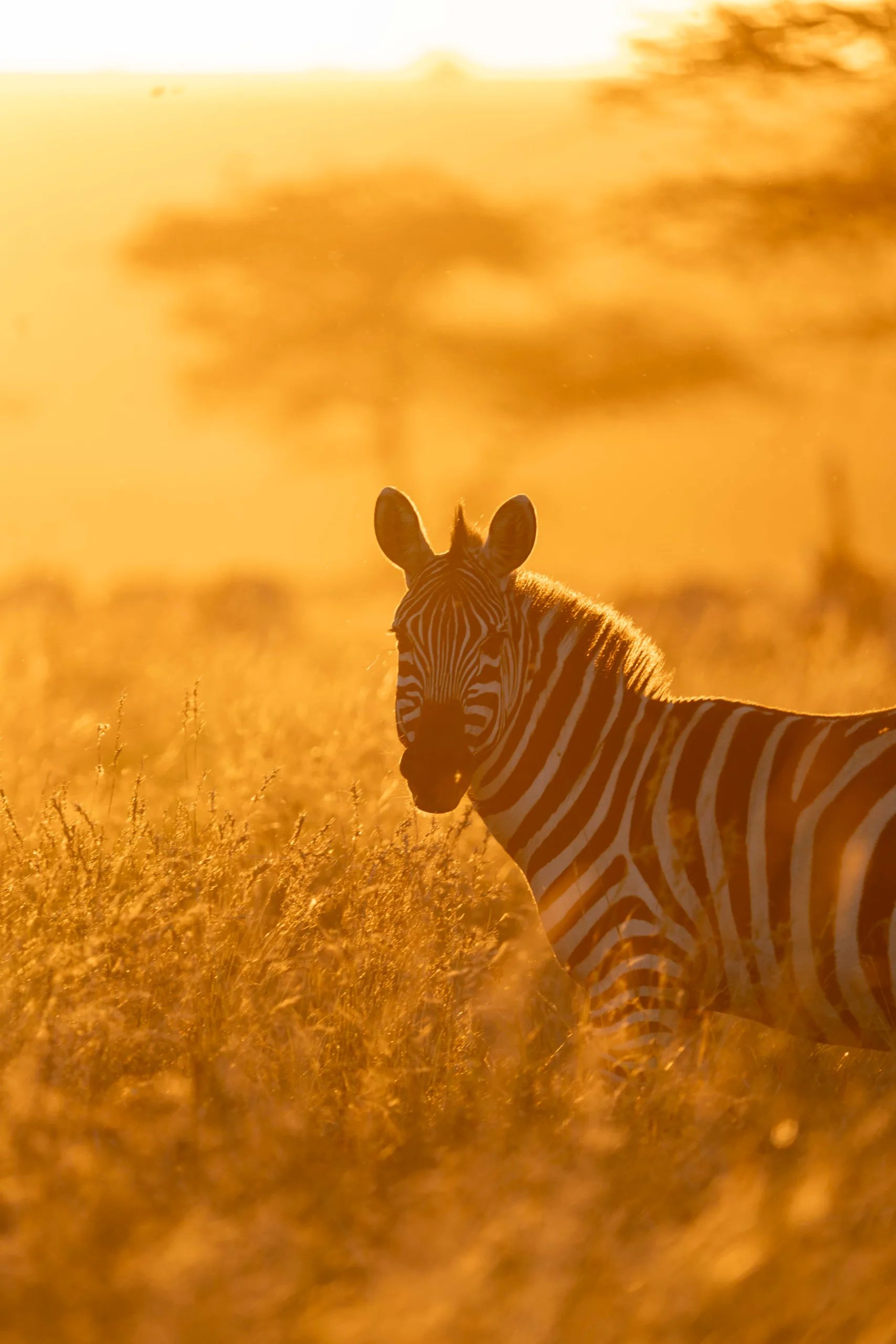 Serengeti River Crossing Safari & Zanzibar Beach Escape