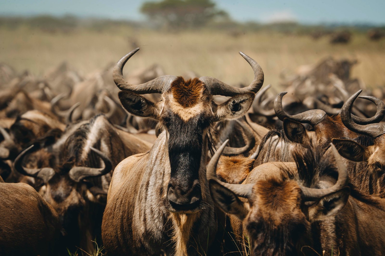 8 Days River Crossing & Tanzania Wildlife Safari