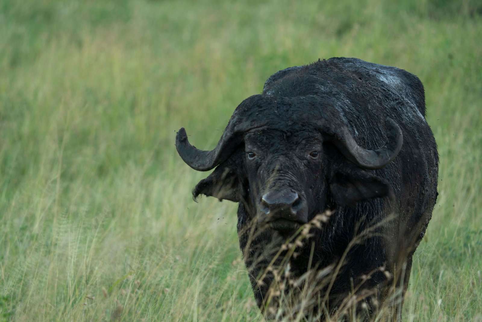 10 Days Extended Serengeti & Tanzania Safari
