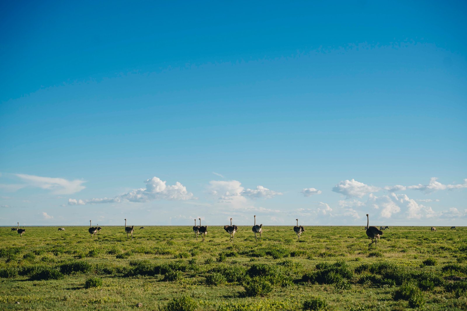 5 Day Serengeti & Ngorongoro Fly In Safari