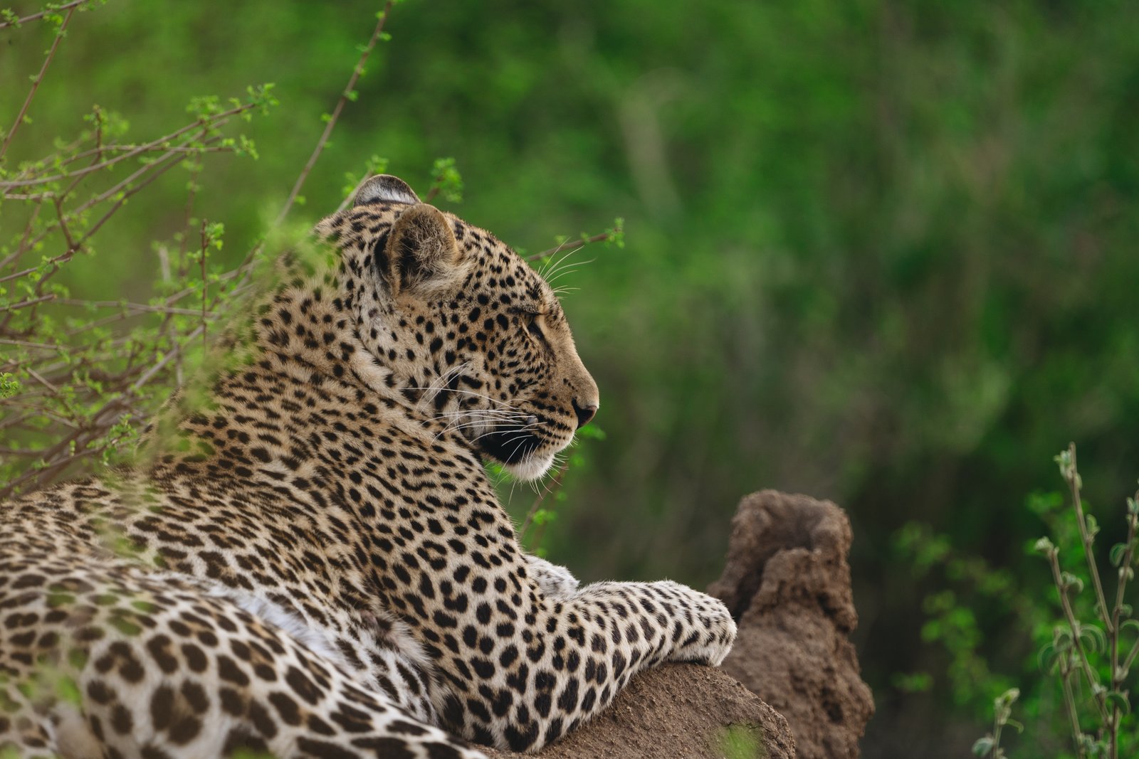 9 Days in Wild Africa