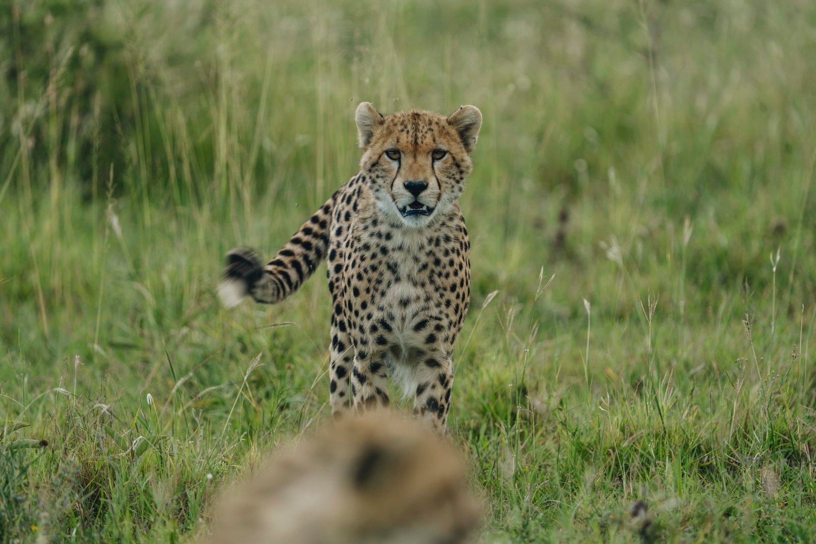 7 Days Northern Tanzania Wildlife Safari