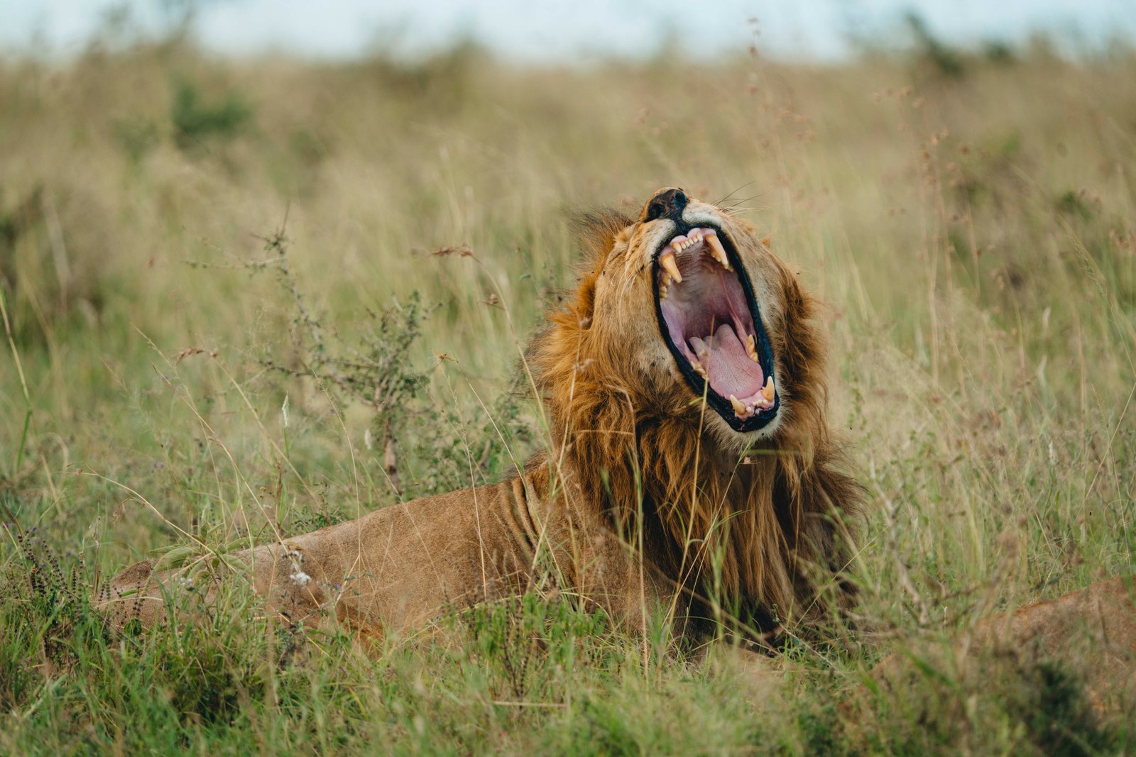 6 Days Northern Tanzania Safari