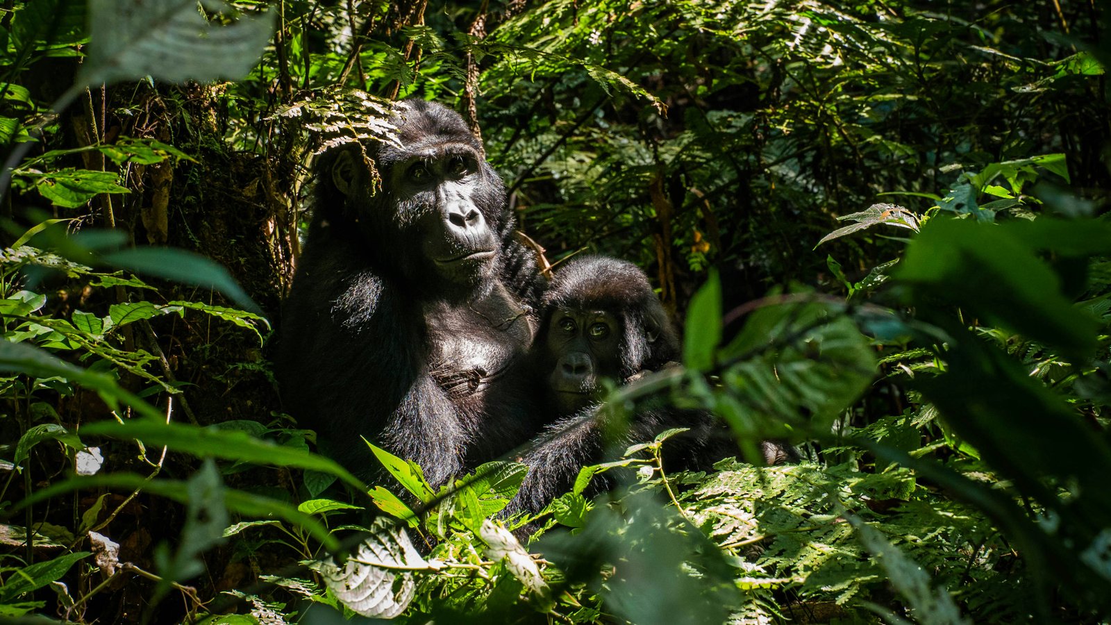 10 Days in Rwanda & Tanzania