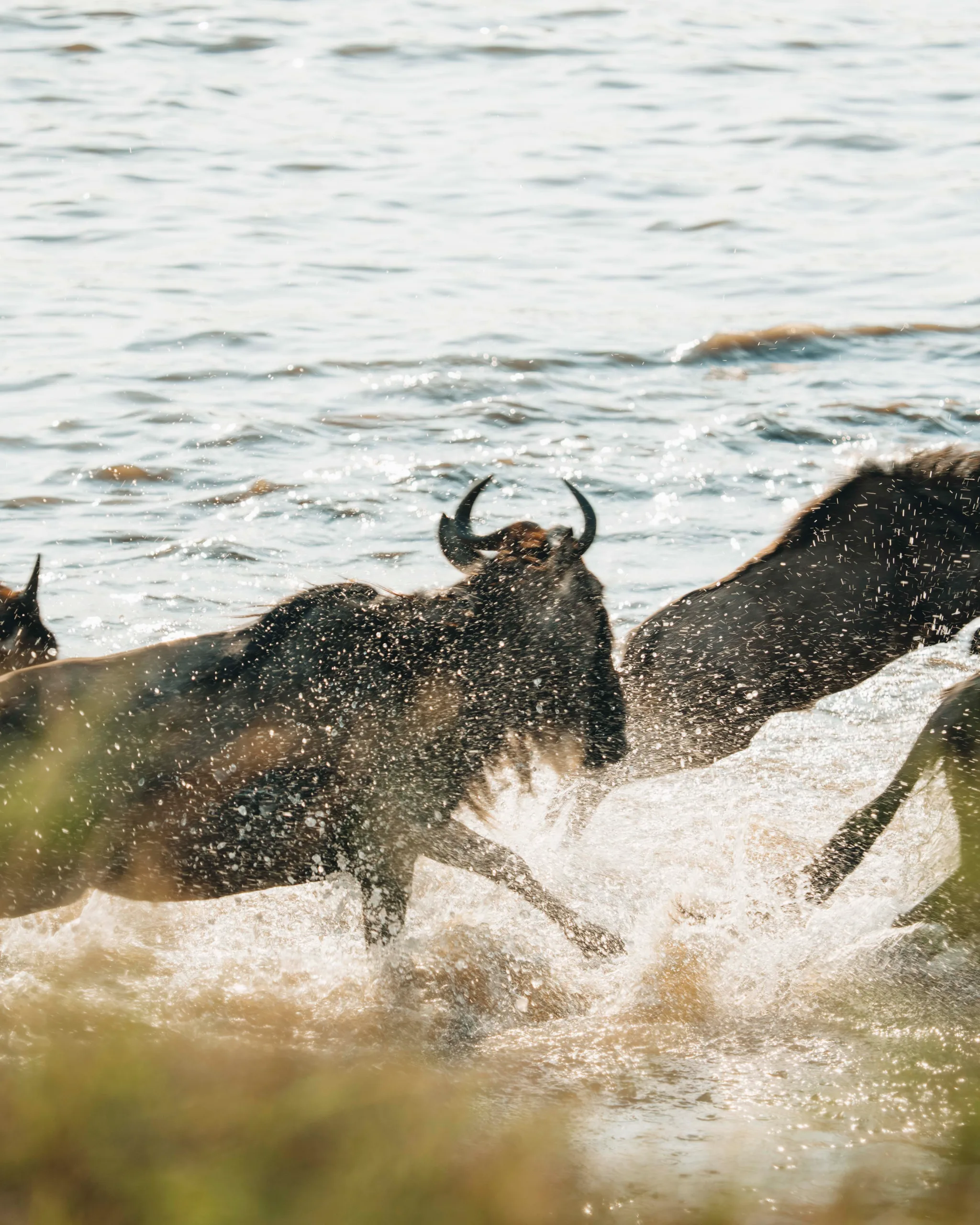 Serengeti River Crossing Safari: Great Migration Special
