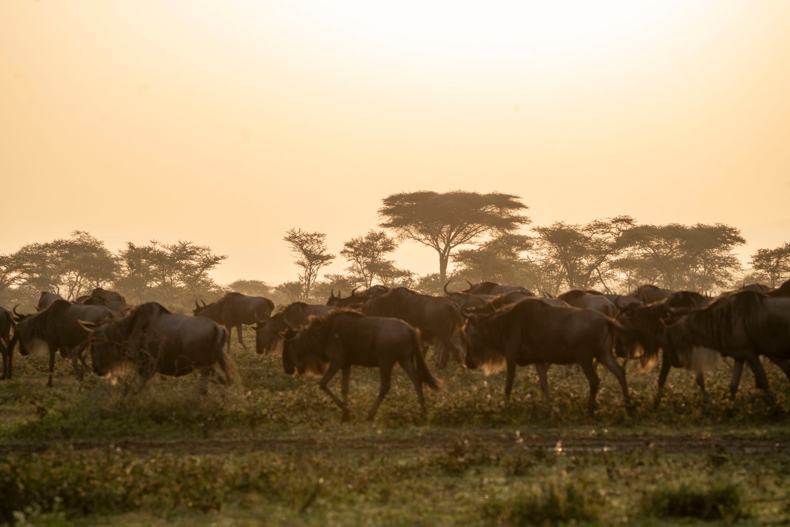 8 Days — Rver Crossing & Tanzania Wildlife Safari