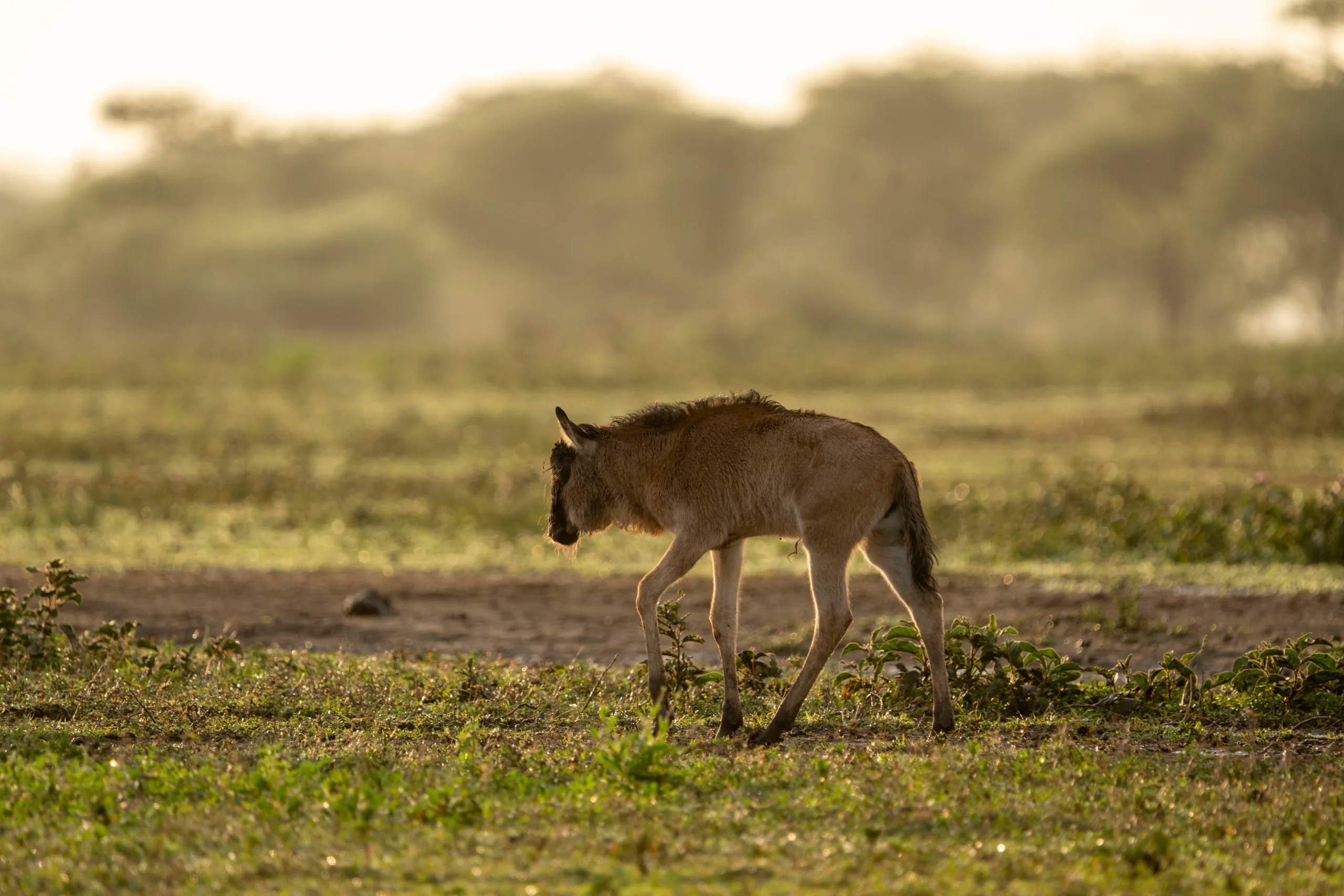 Calving Season Safari: Ndutu & Southern Serengeti