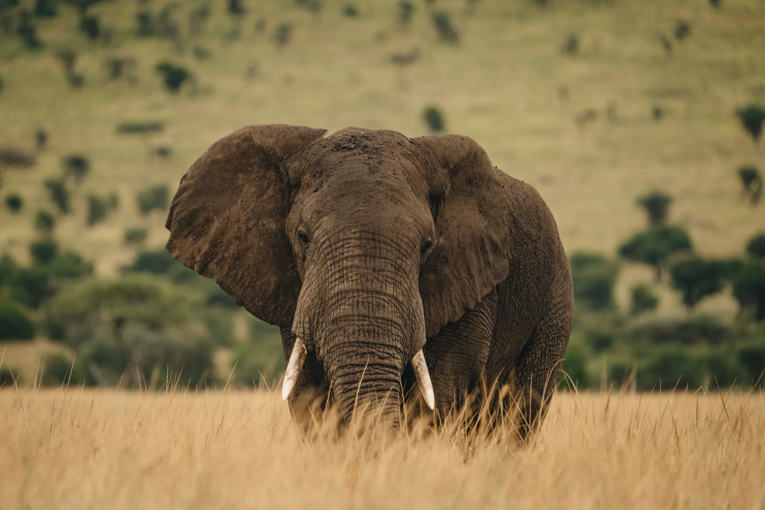 Tarangire, then Arusha