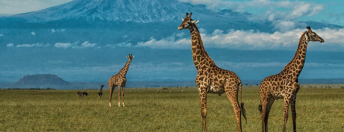 Full Day in Amboseli