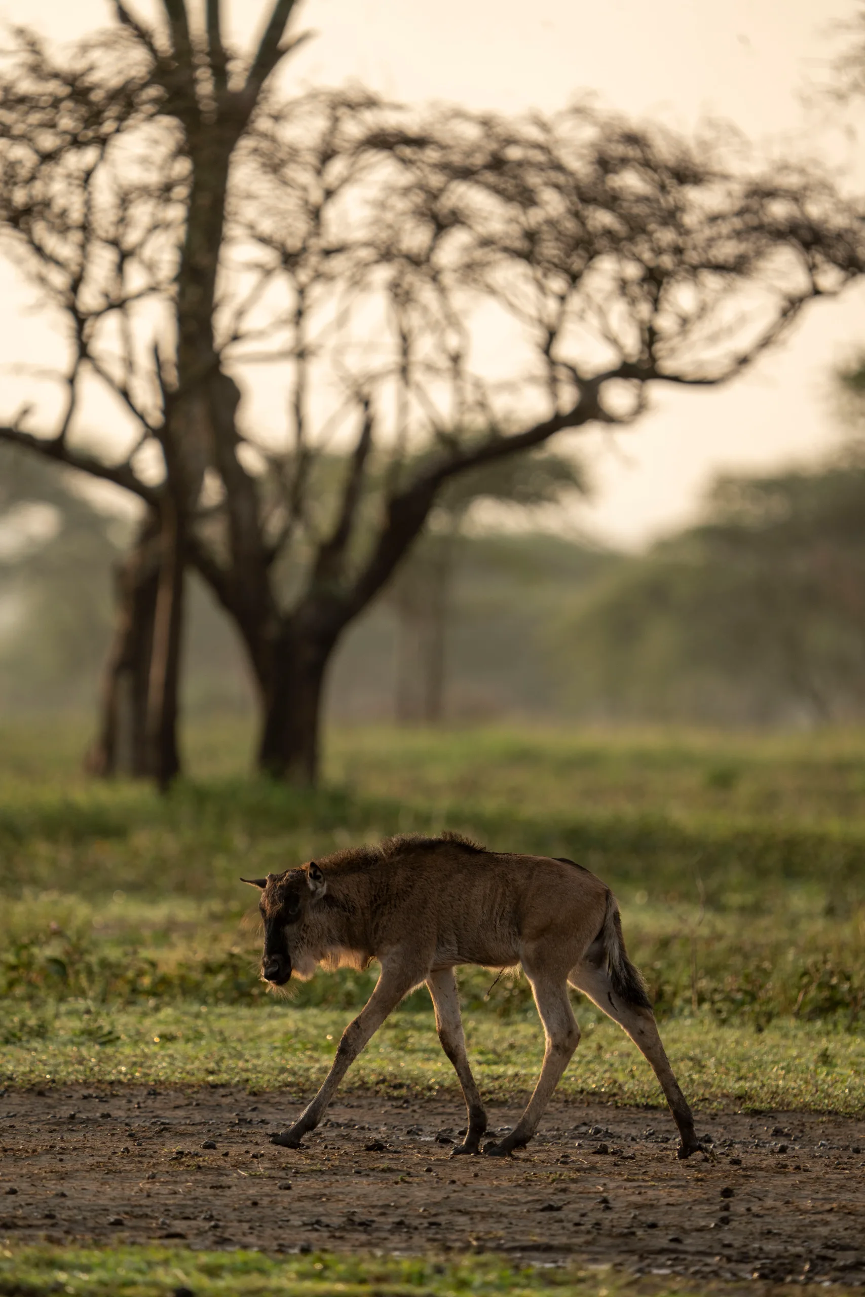 Calving Season in Ndutu