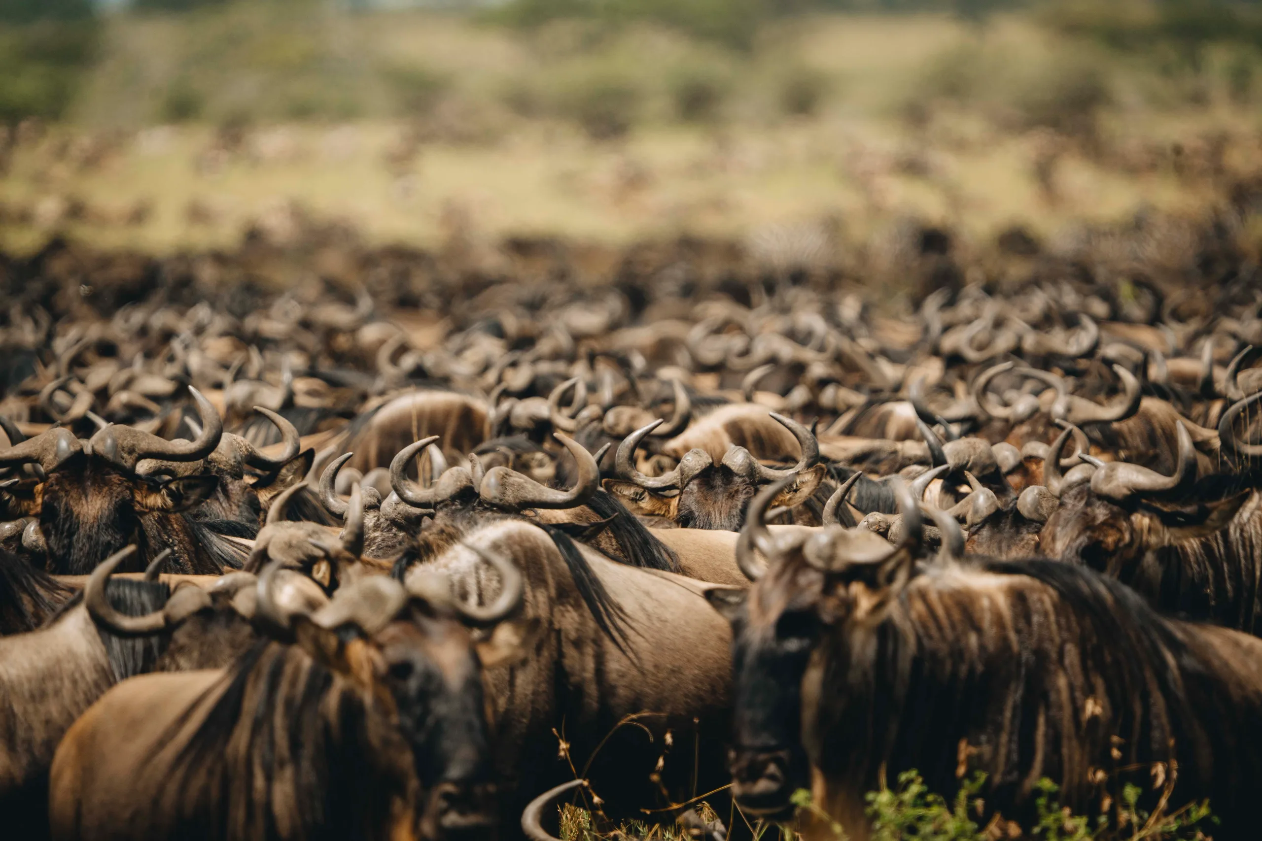 The Mara River Crossings