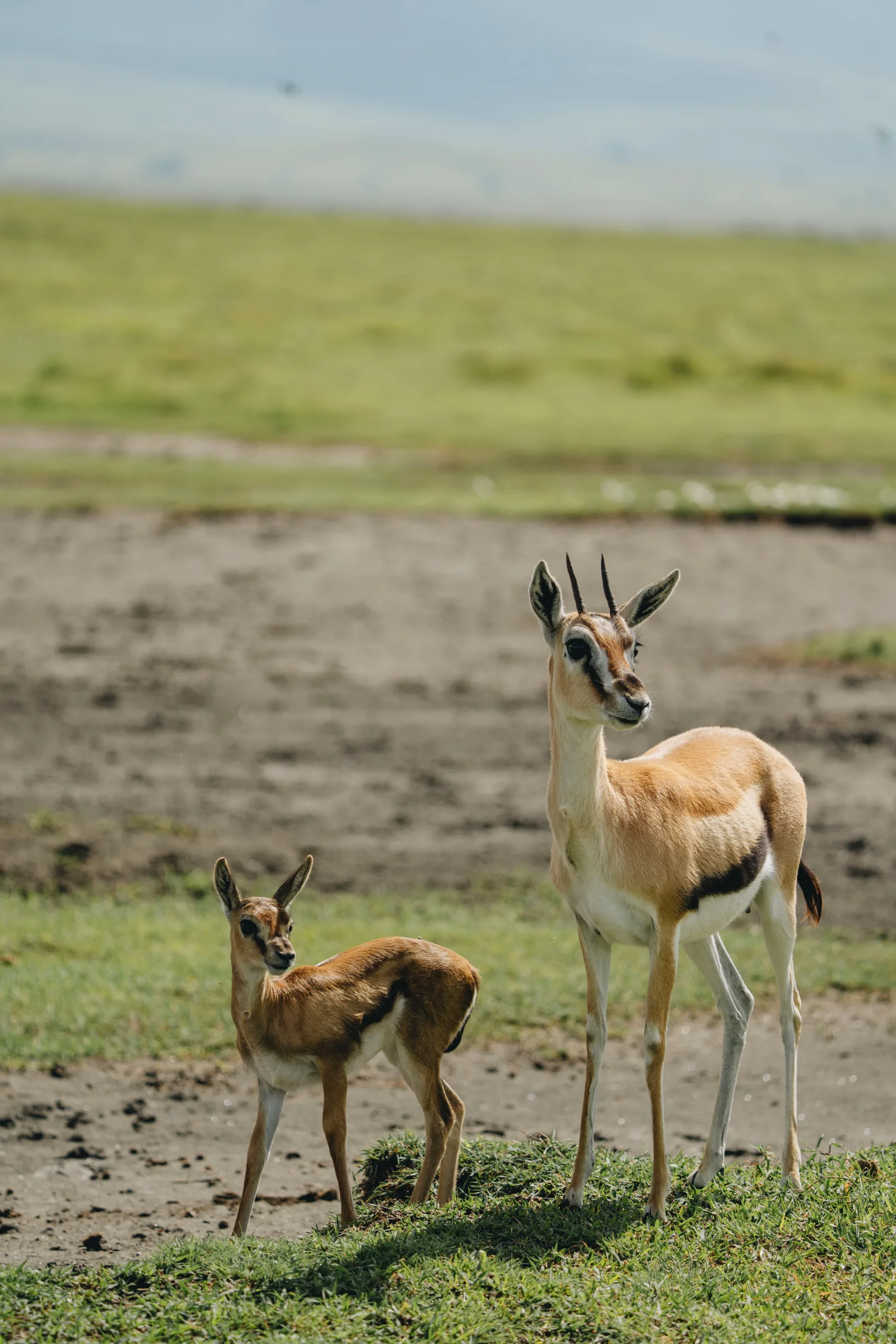 Serengeti to the Ngorongoro Crater