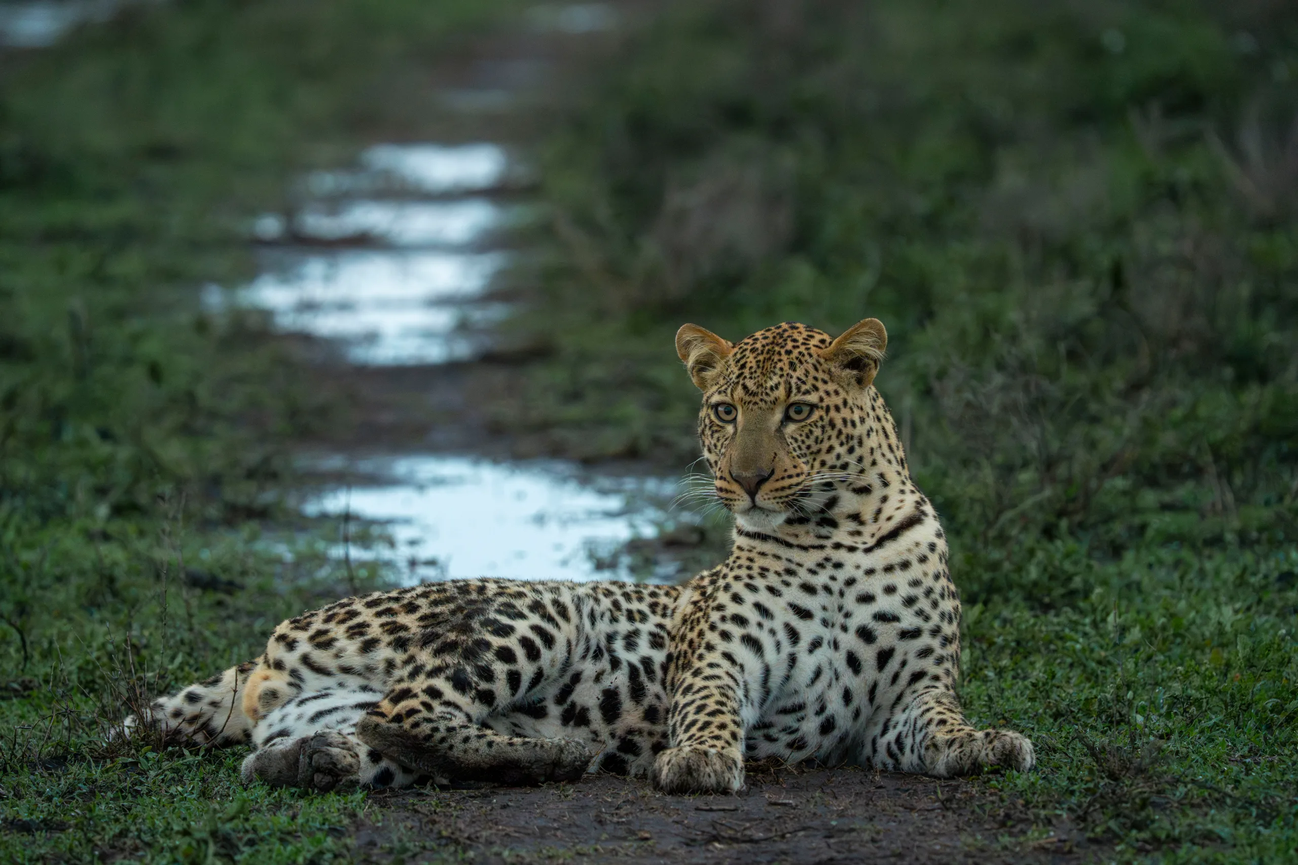 A Full Day in Big Cat Country