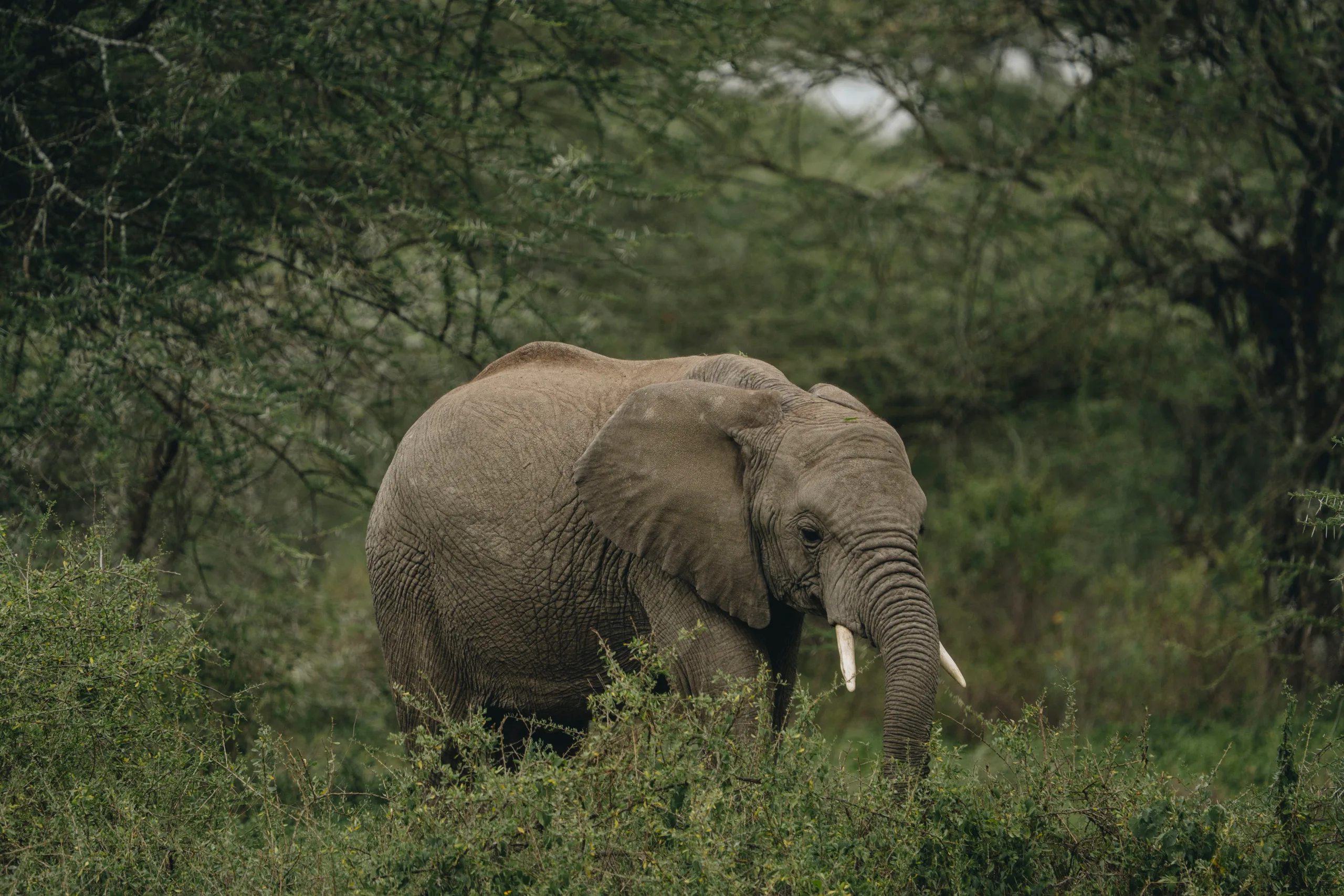 Tarangire Nationalpark, &Uuml;bernachtung in Arusha