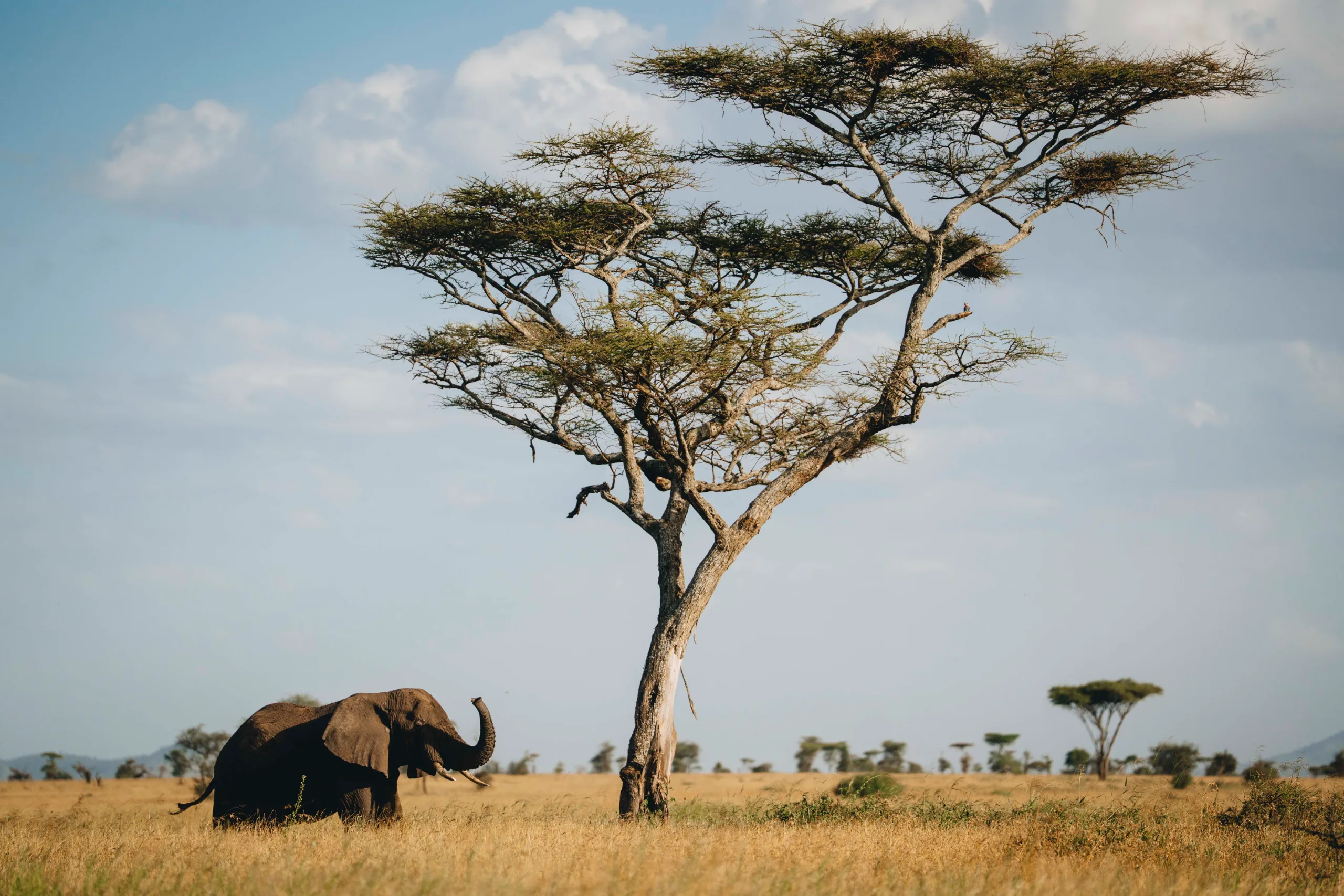 A Full Day in Tarangire