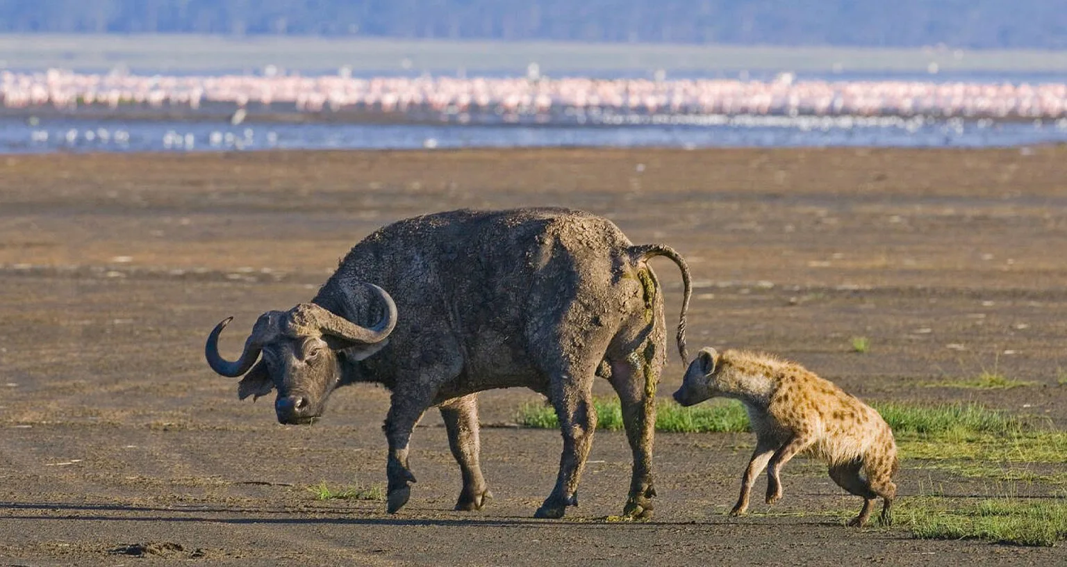 The Ngorongoro Crater