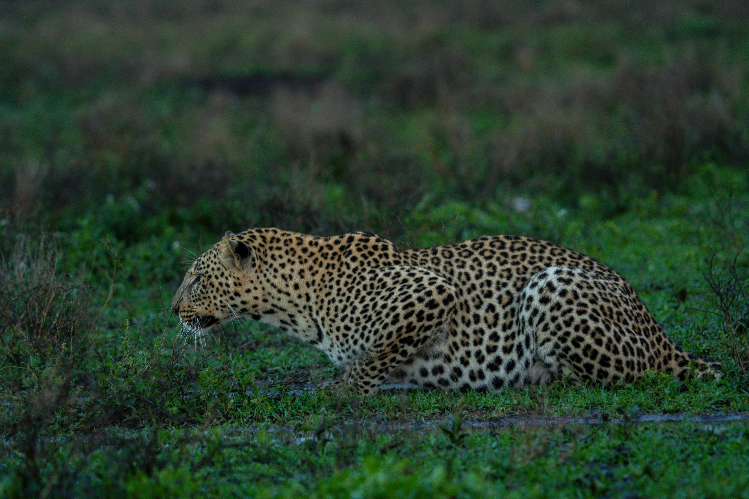 Full Day in the Northern Serengeti