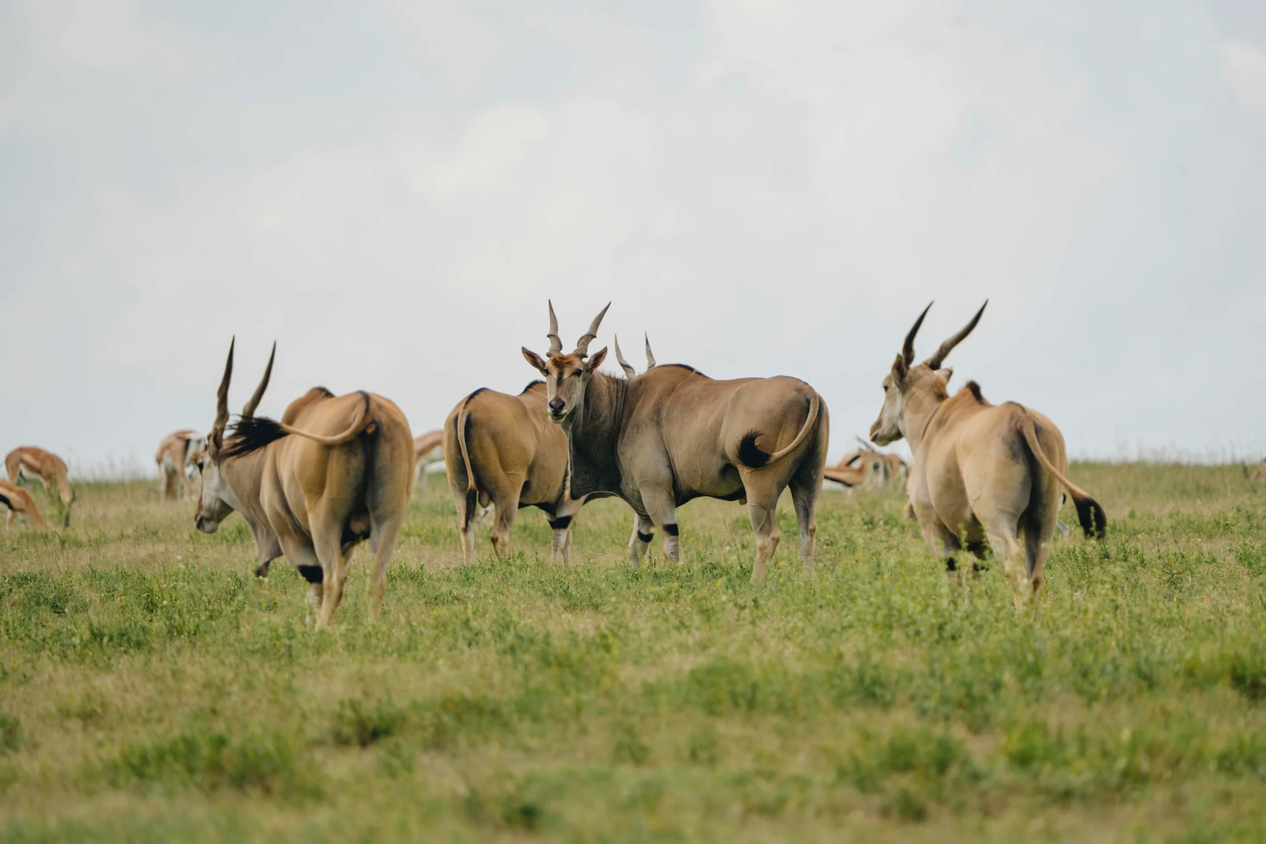 The Serengeti to Ngorongoro