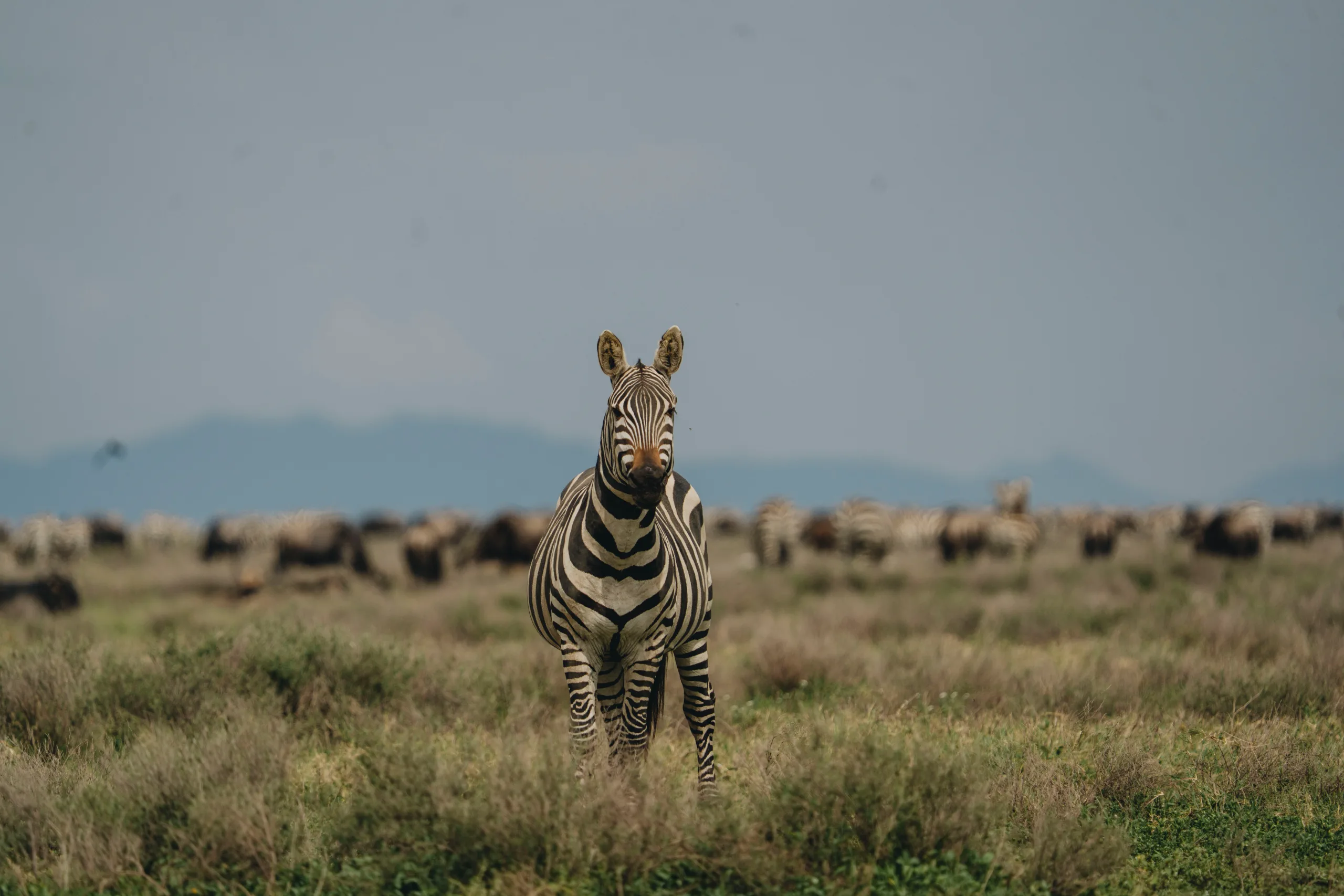 Fly to the Northern Serengeti