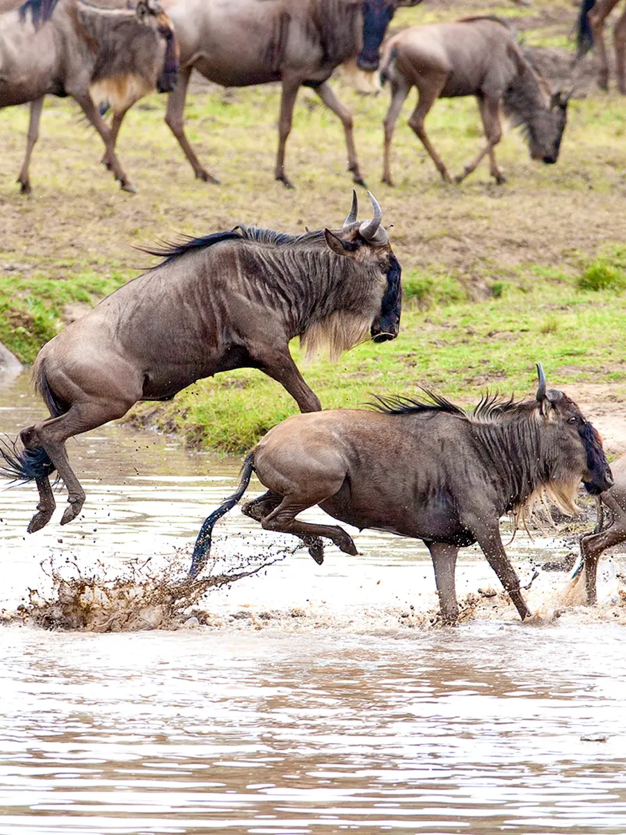South to the Central Serengeti