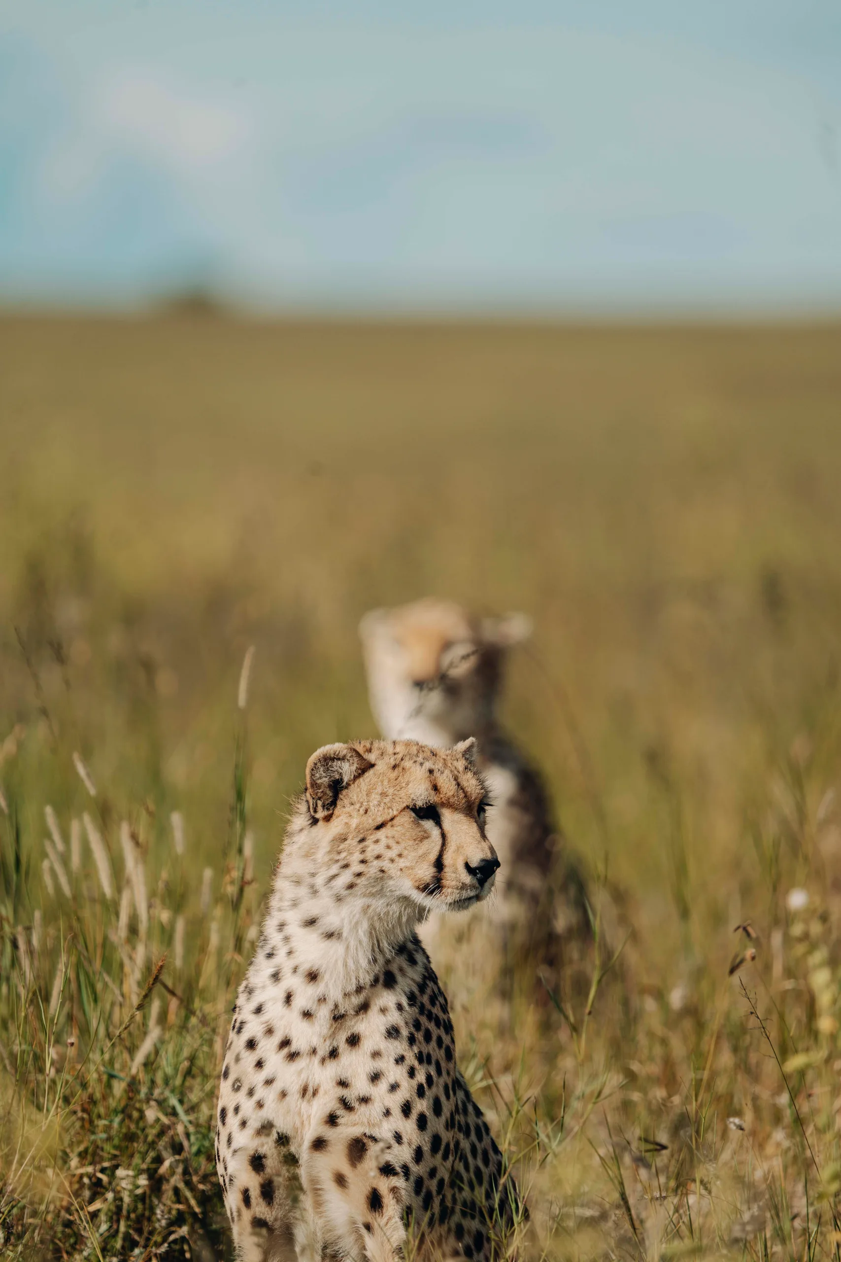 South to the Central Serengeti