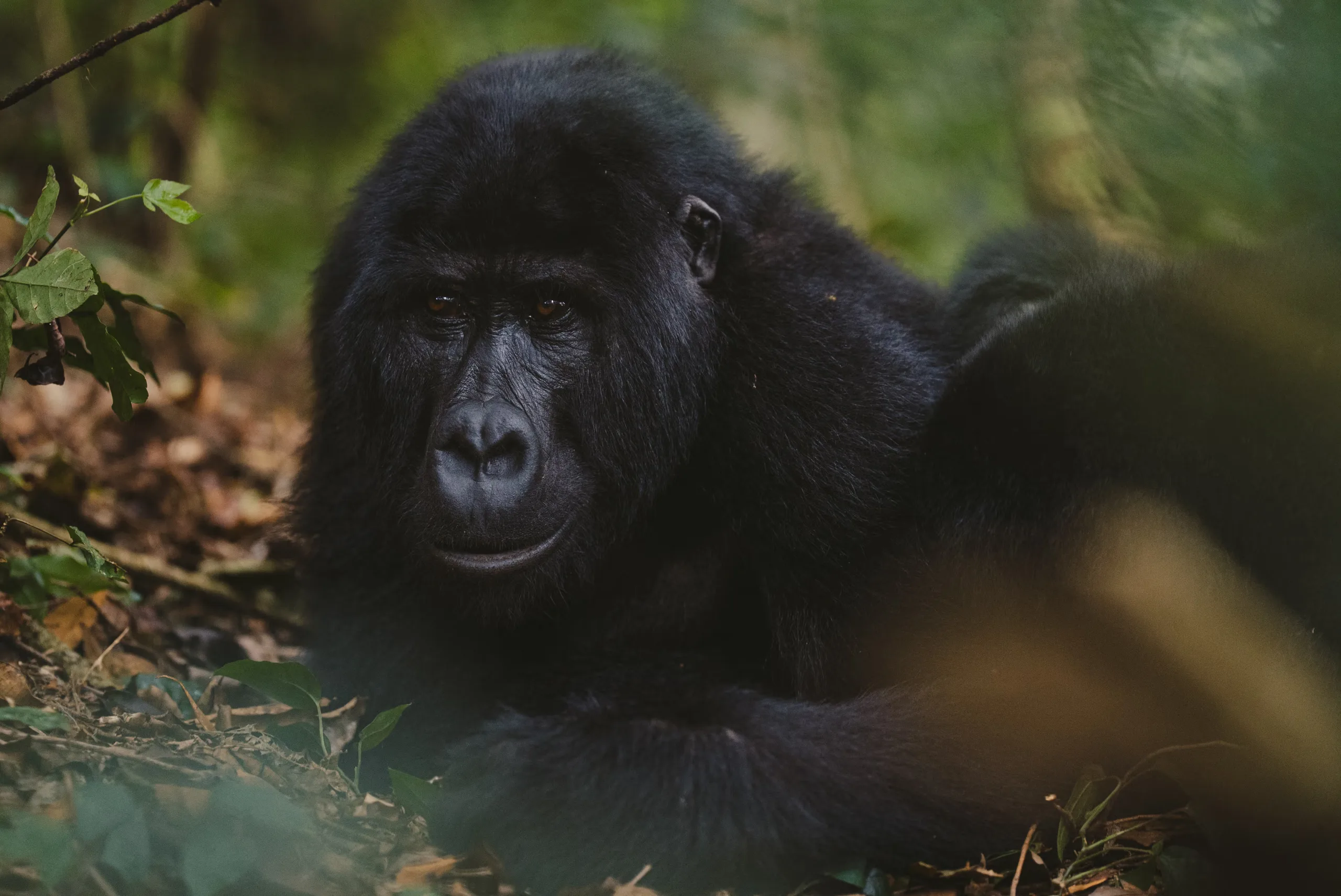 Gorilla Trekking & R&uuml;ckkehr nach Kigali