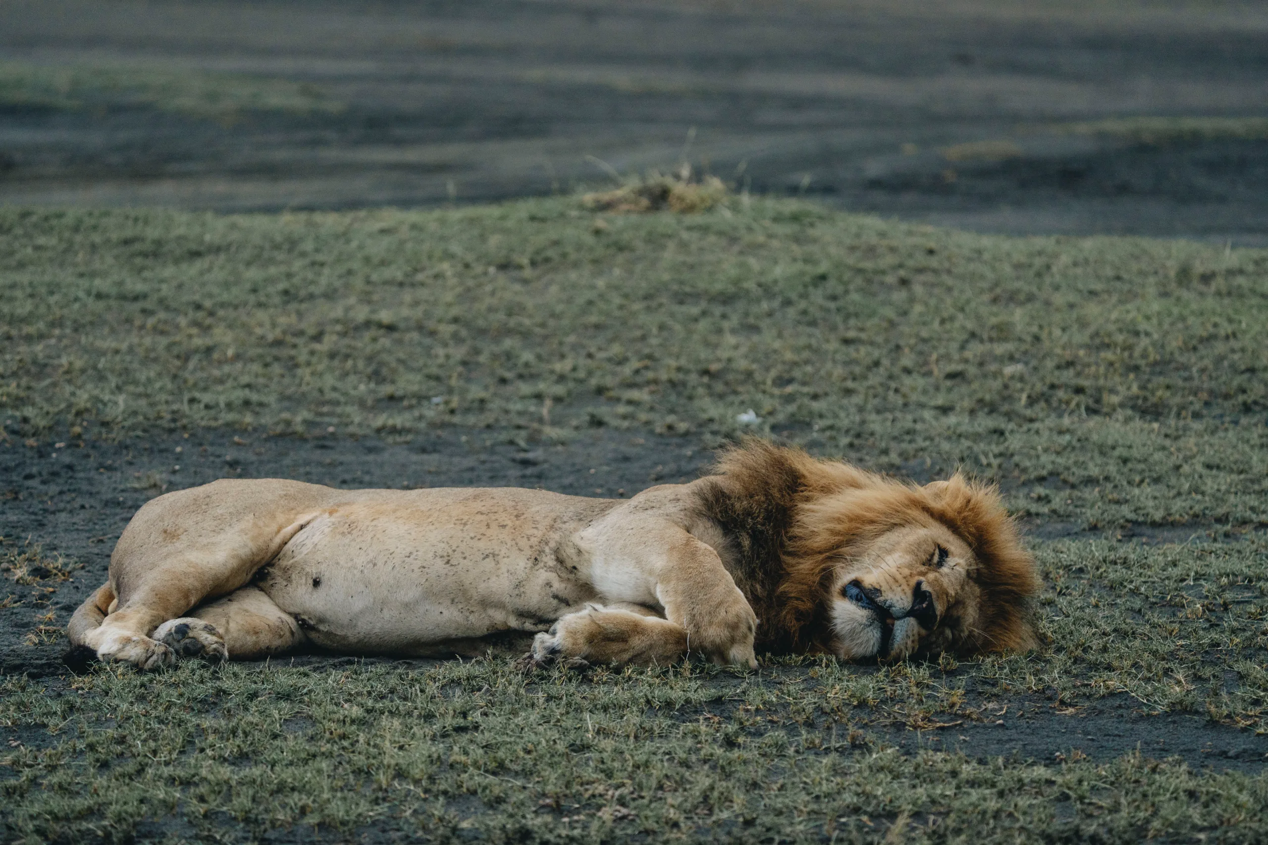 The Ngorongoro Crater