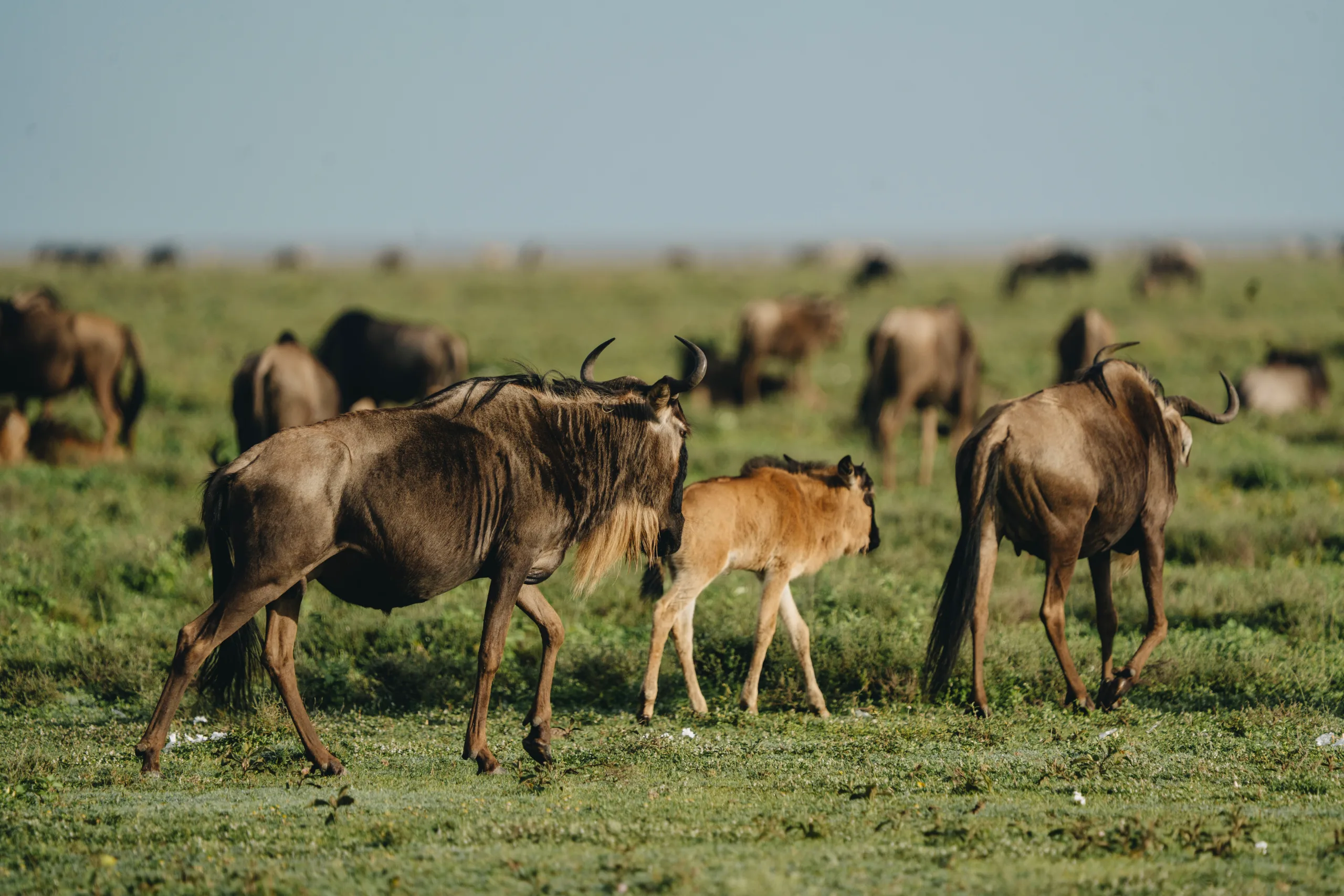 Ngorongoro Crater, Transit to Arusha
