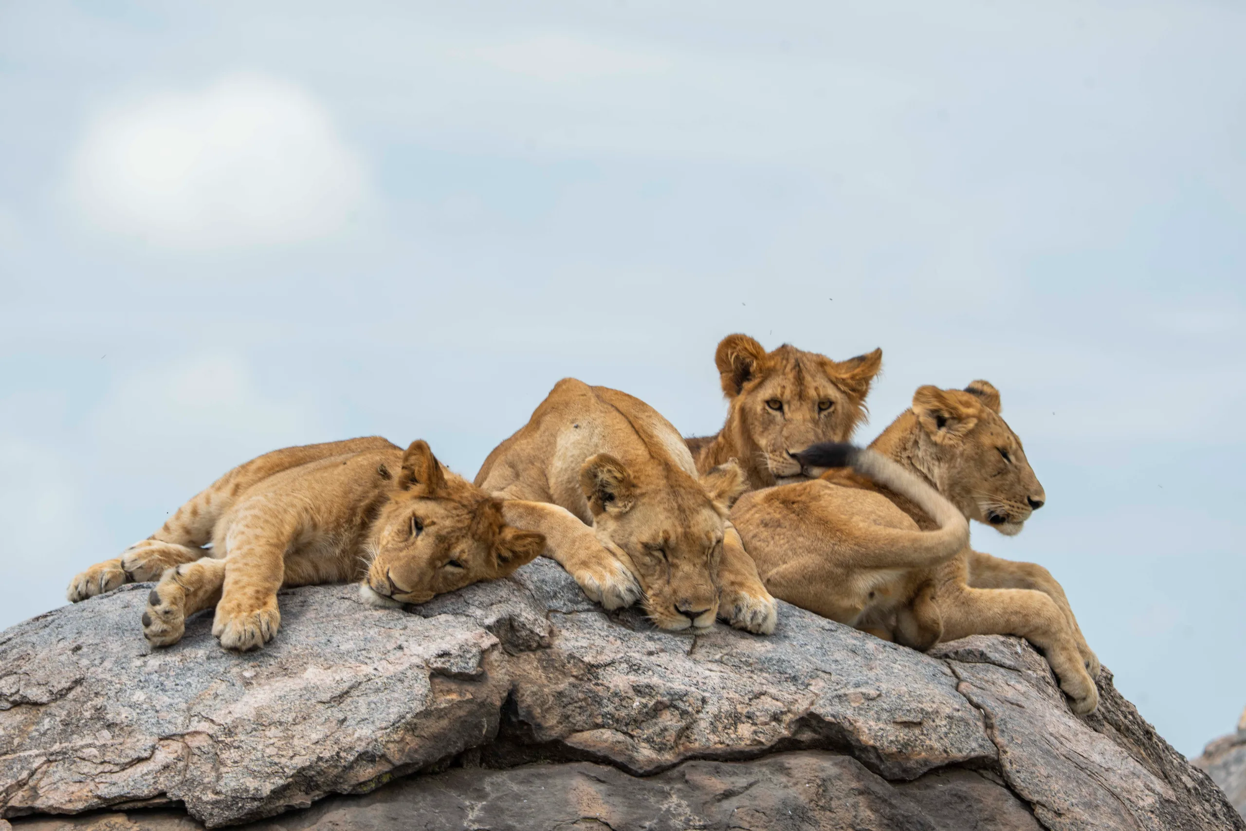 Deeper into the Serengeti