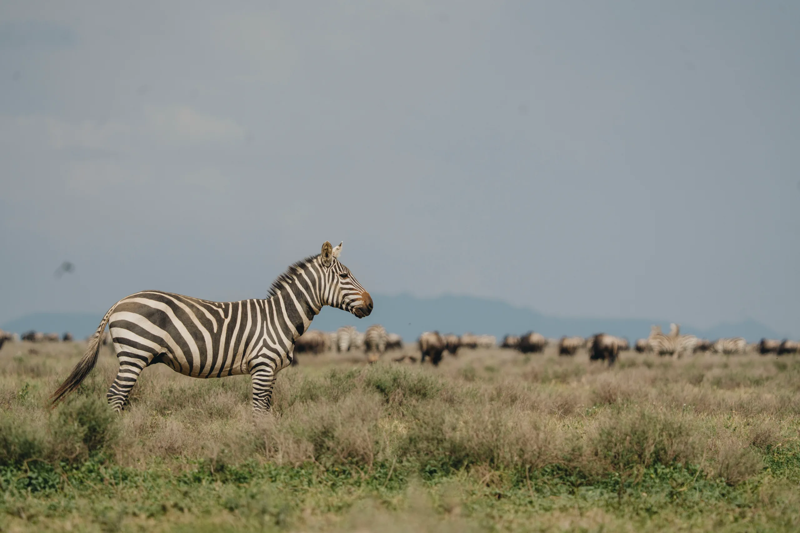 El Serengeti en Ngorongoro
