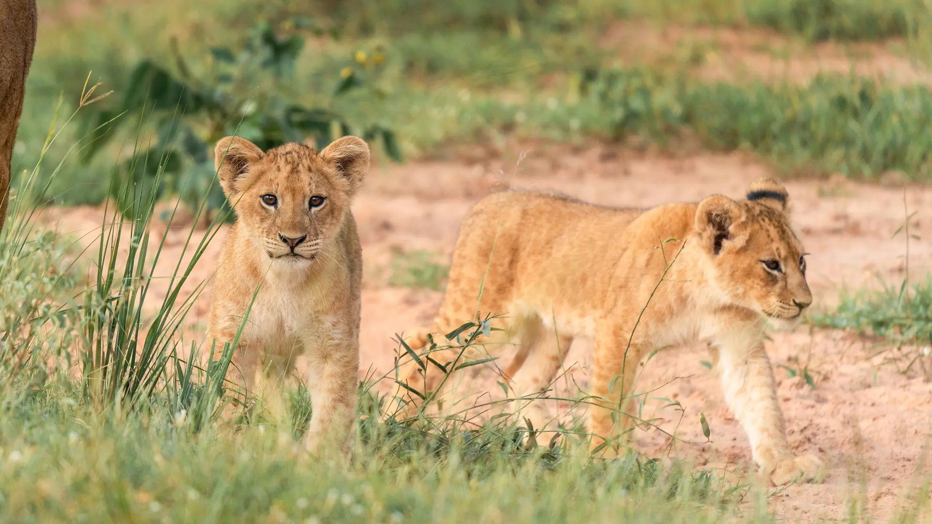 Ein weiterer Tag im Serengeti