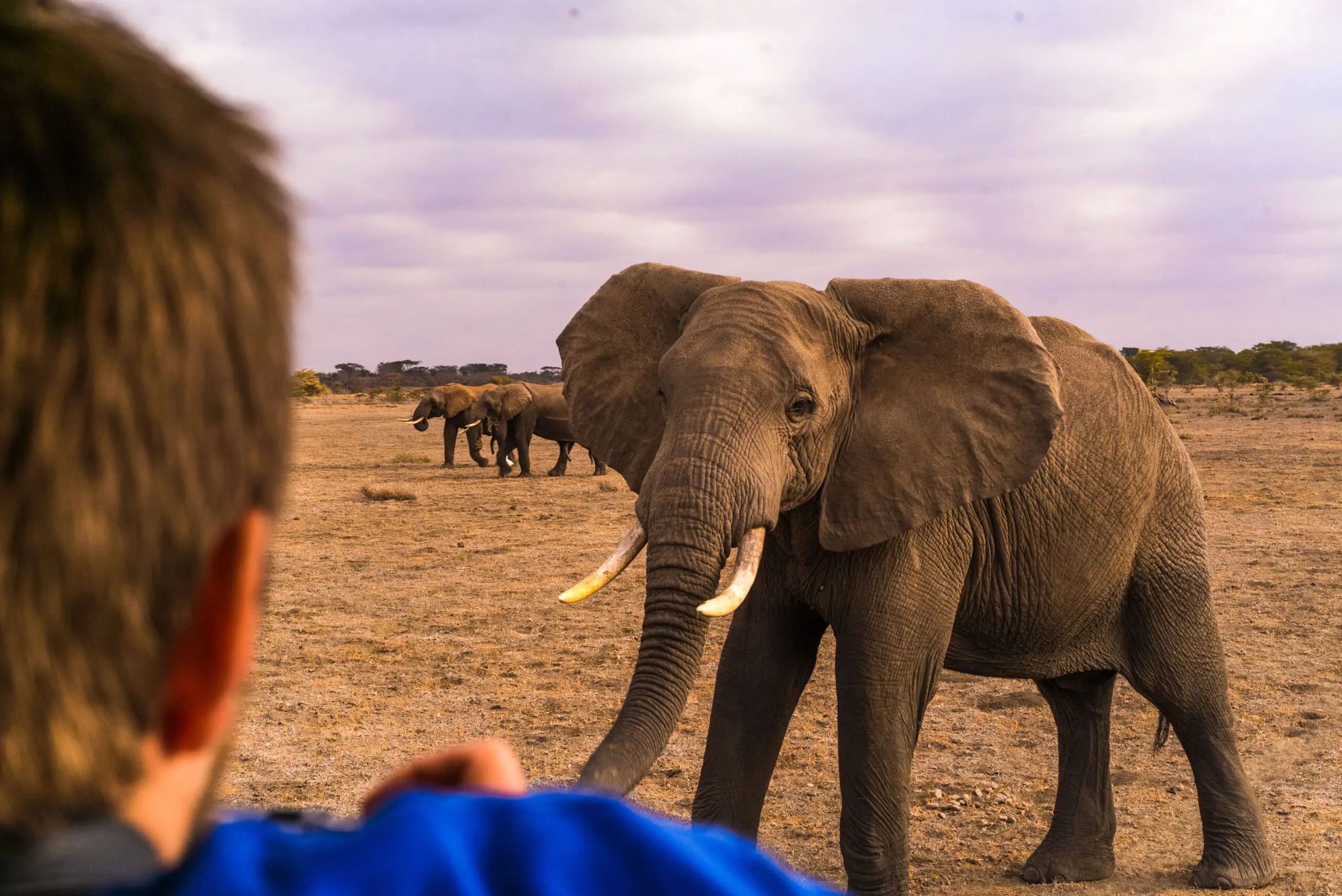 A Full Day in the Central Serengeti