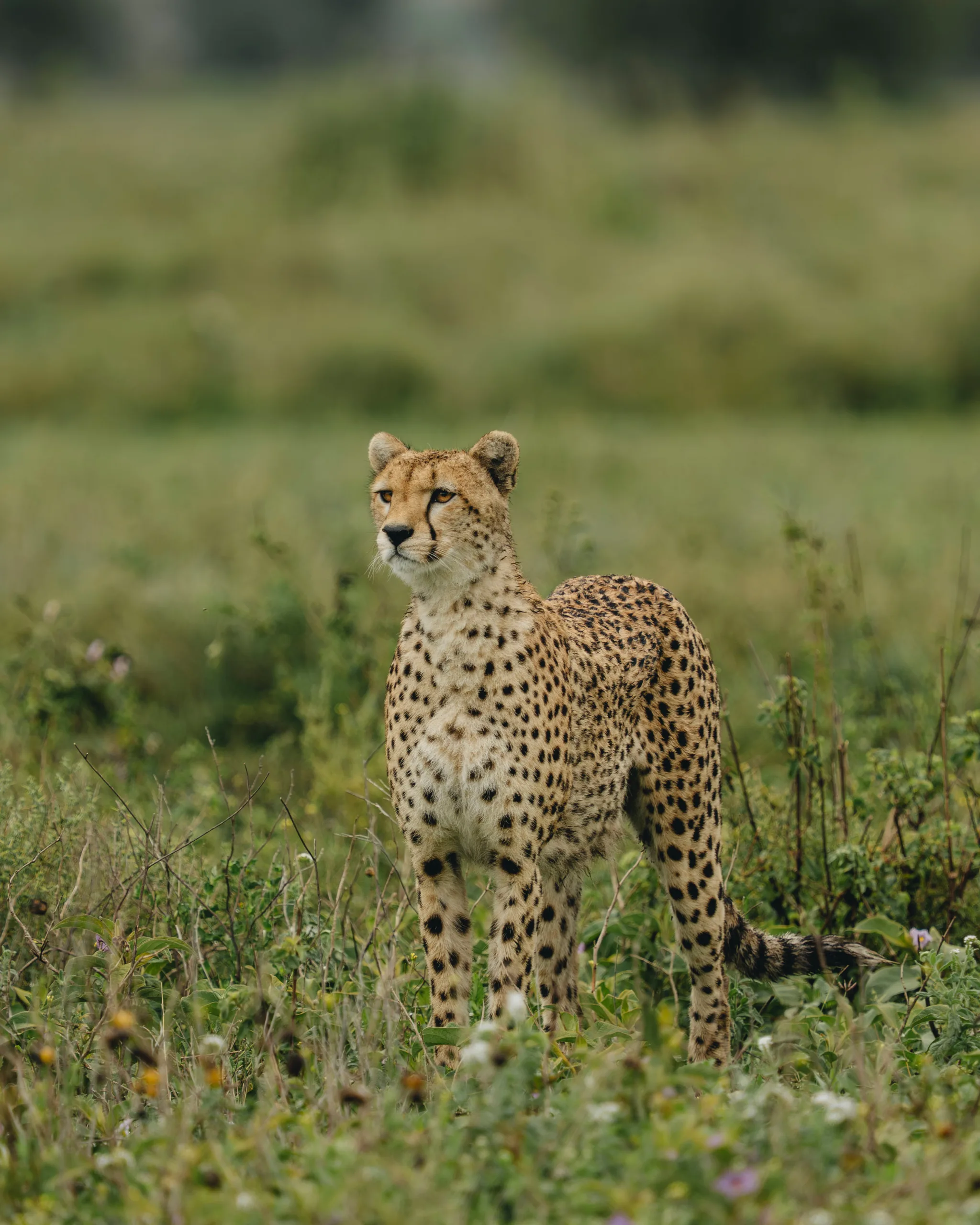 Transit to the Central Serengeti