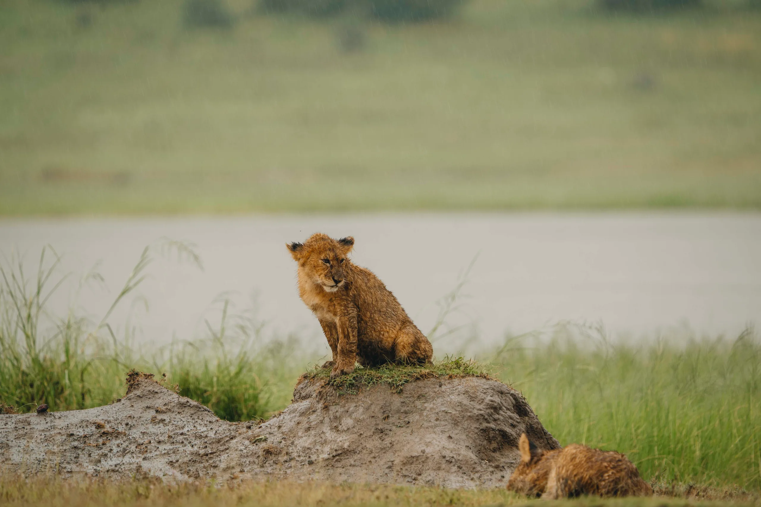 A Full Day in the Central Serengeti