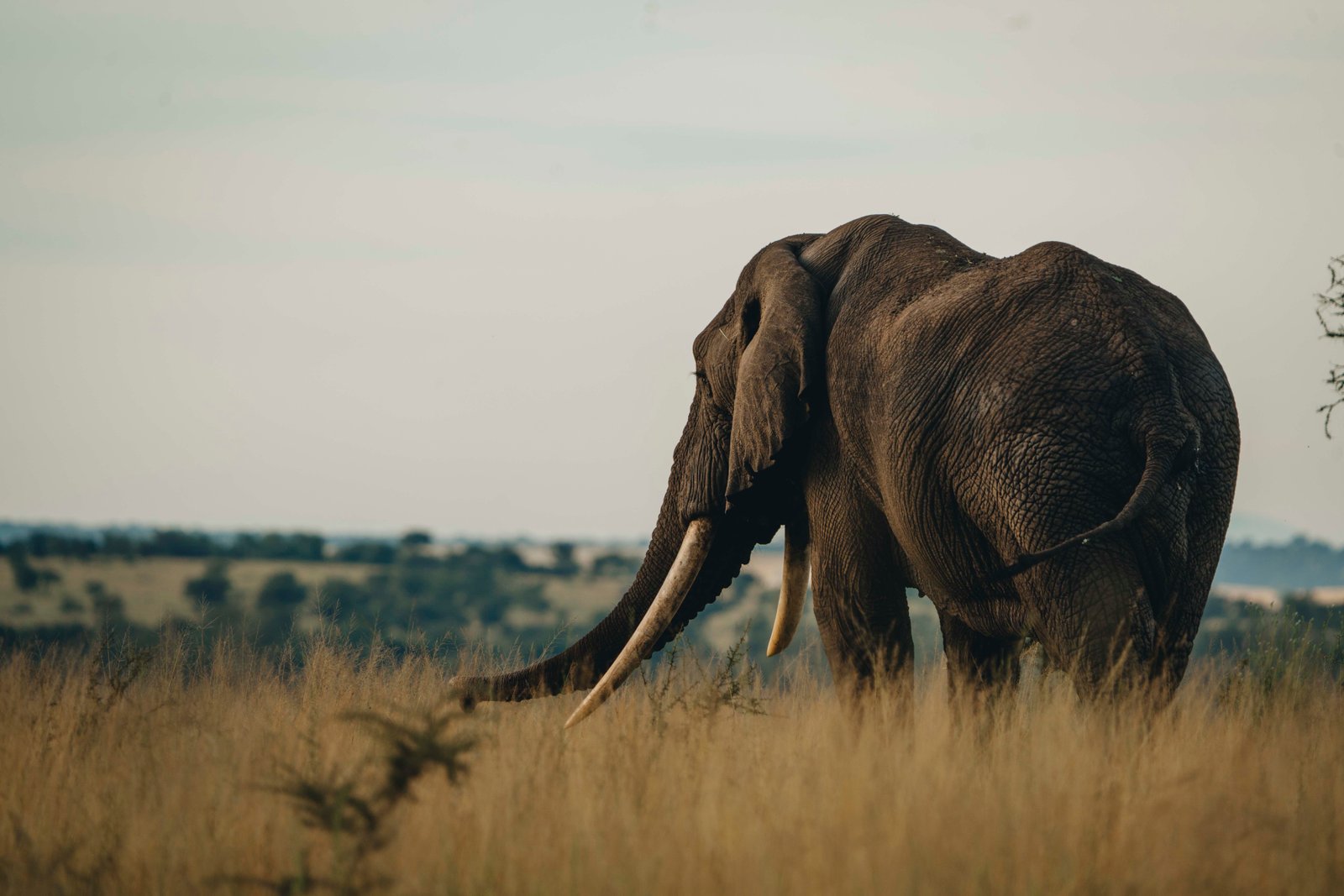 Safari Itineraries Background